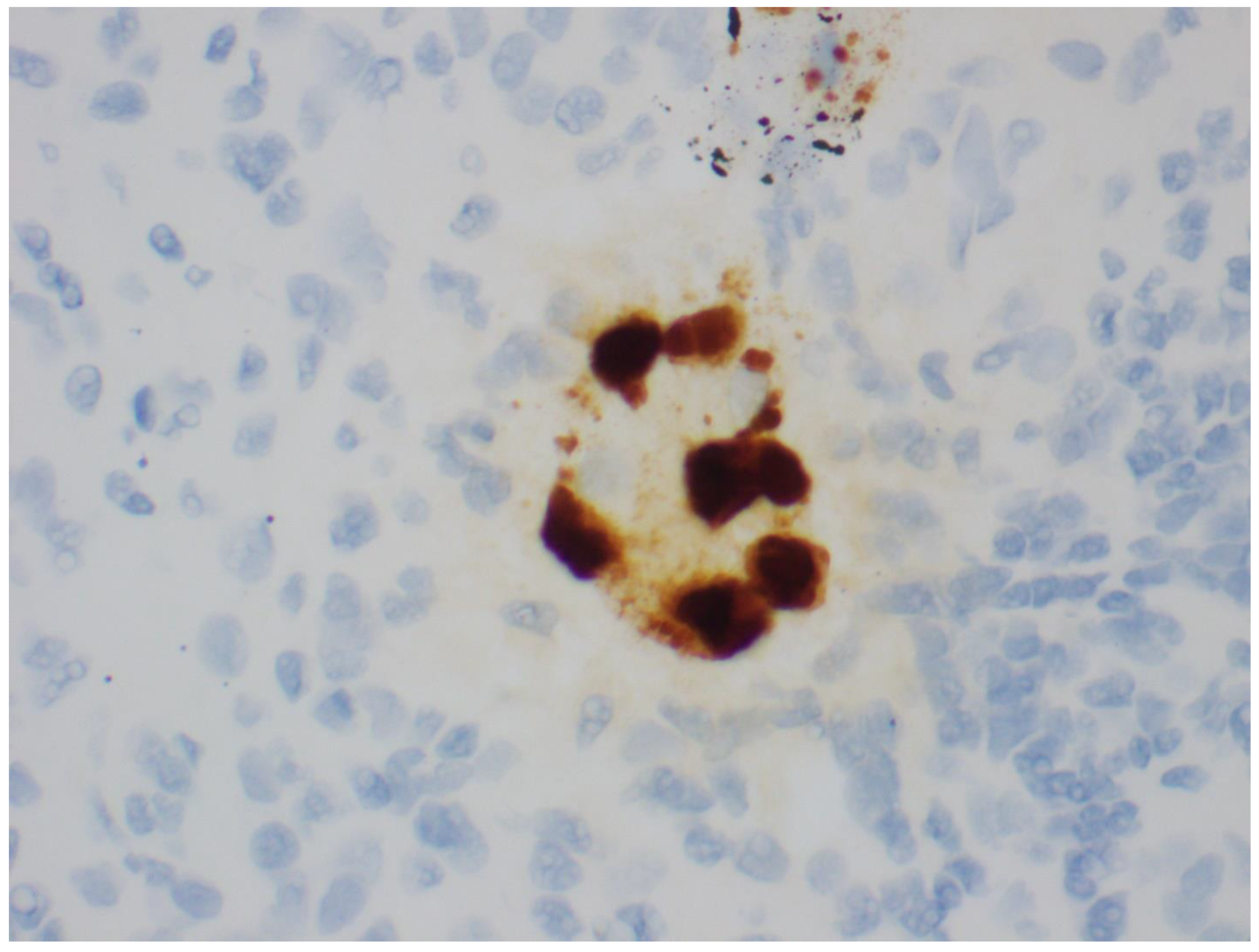 Viruses 14 01616 g006 Viruses 14 01616 g006