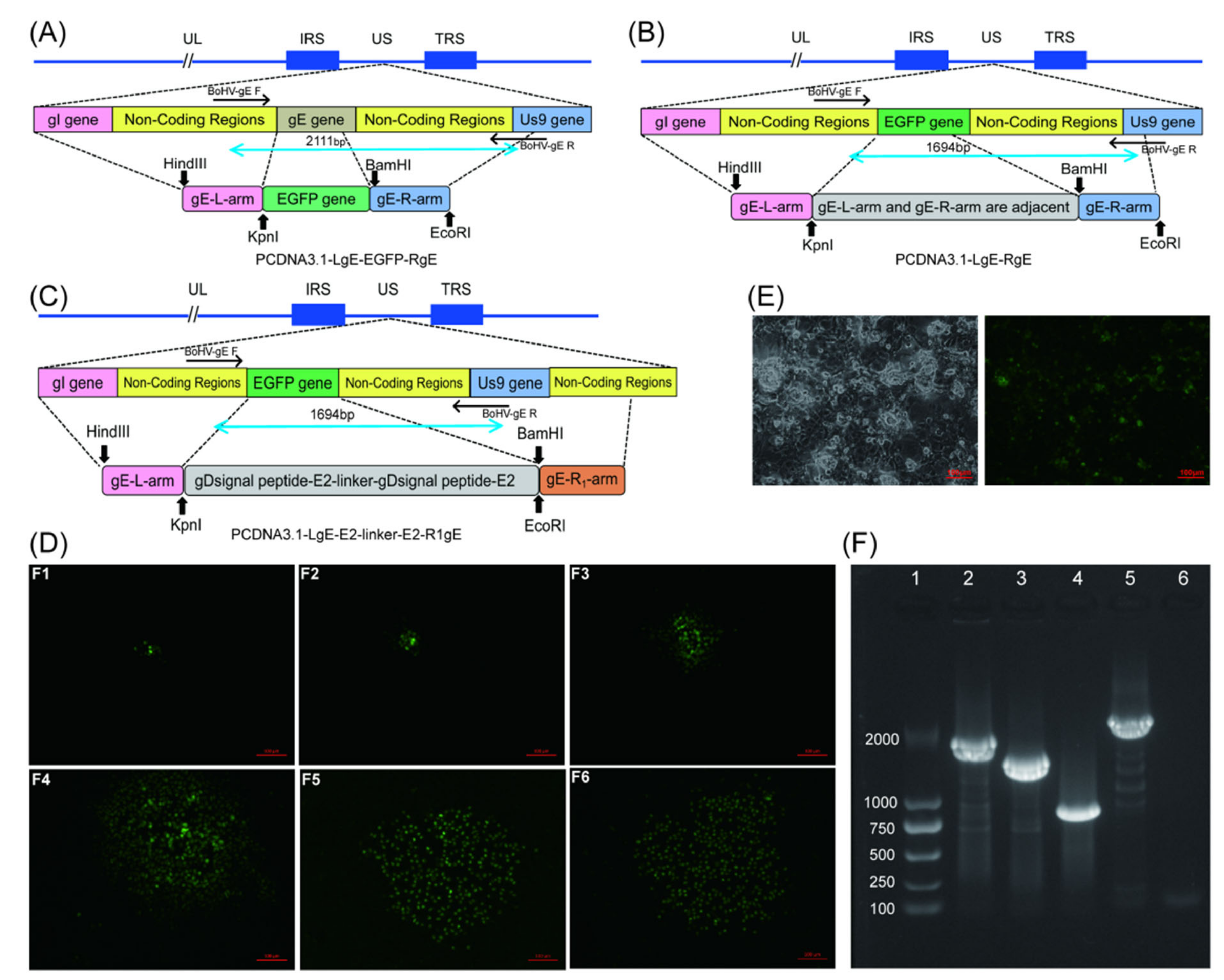 Viruses 14 01618 g001 Viruses 14 01618 g001