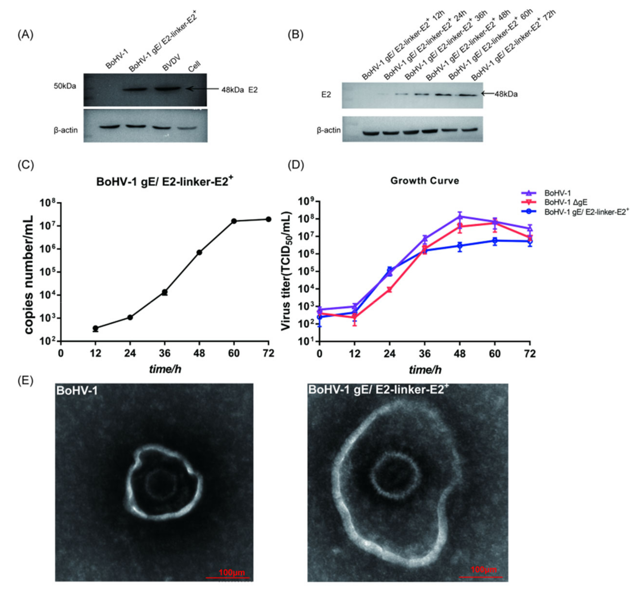 Viruses 14 01618 g002 Viruses 14 01618 g002