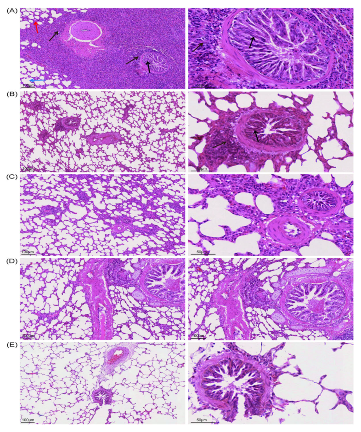 Viruses 14 01618 g004 Viruses 14 01618 g004