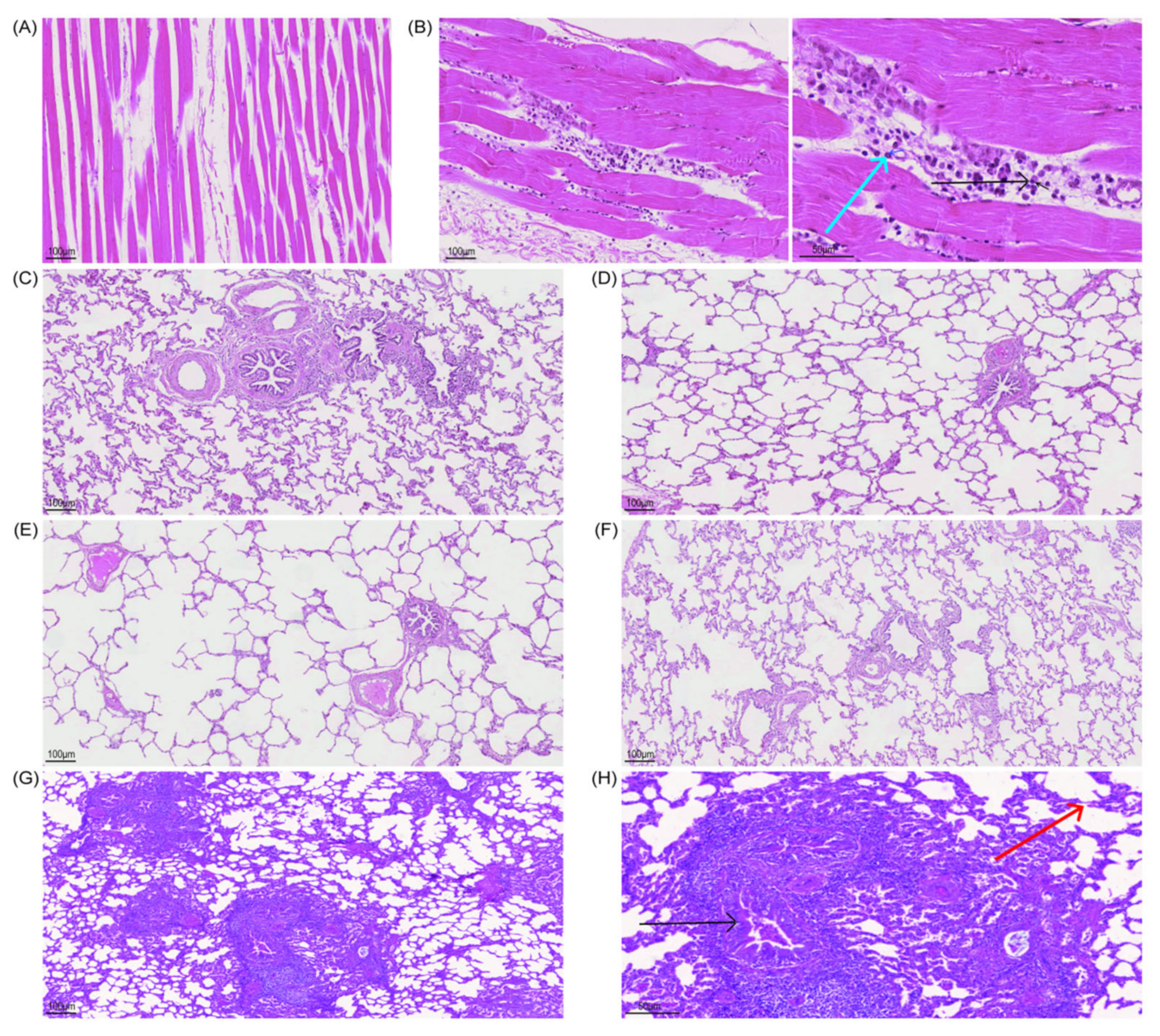 Viruses 14 01618 g006 Viruses 14 01618 g006