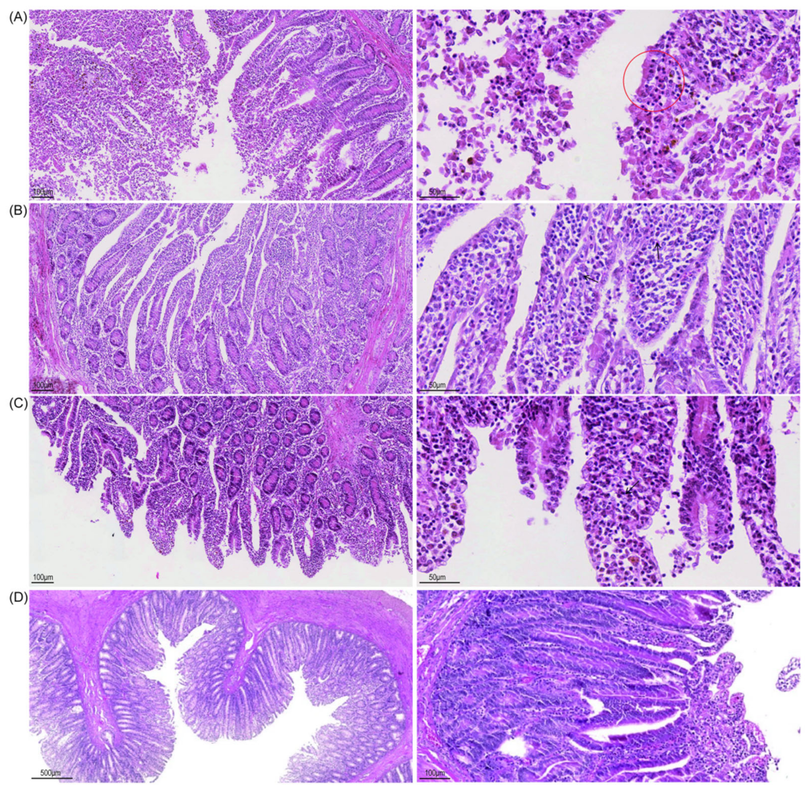 Viruses 14 01618 g007 Viruses 14 01618 g007