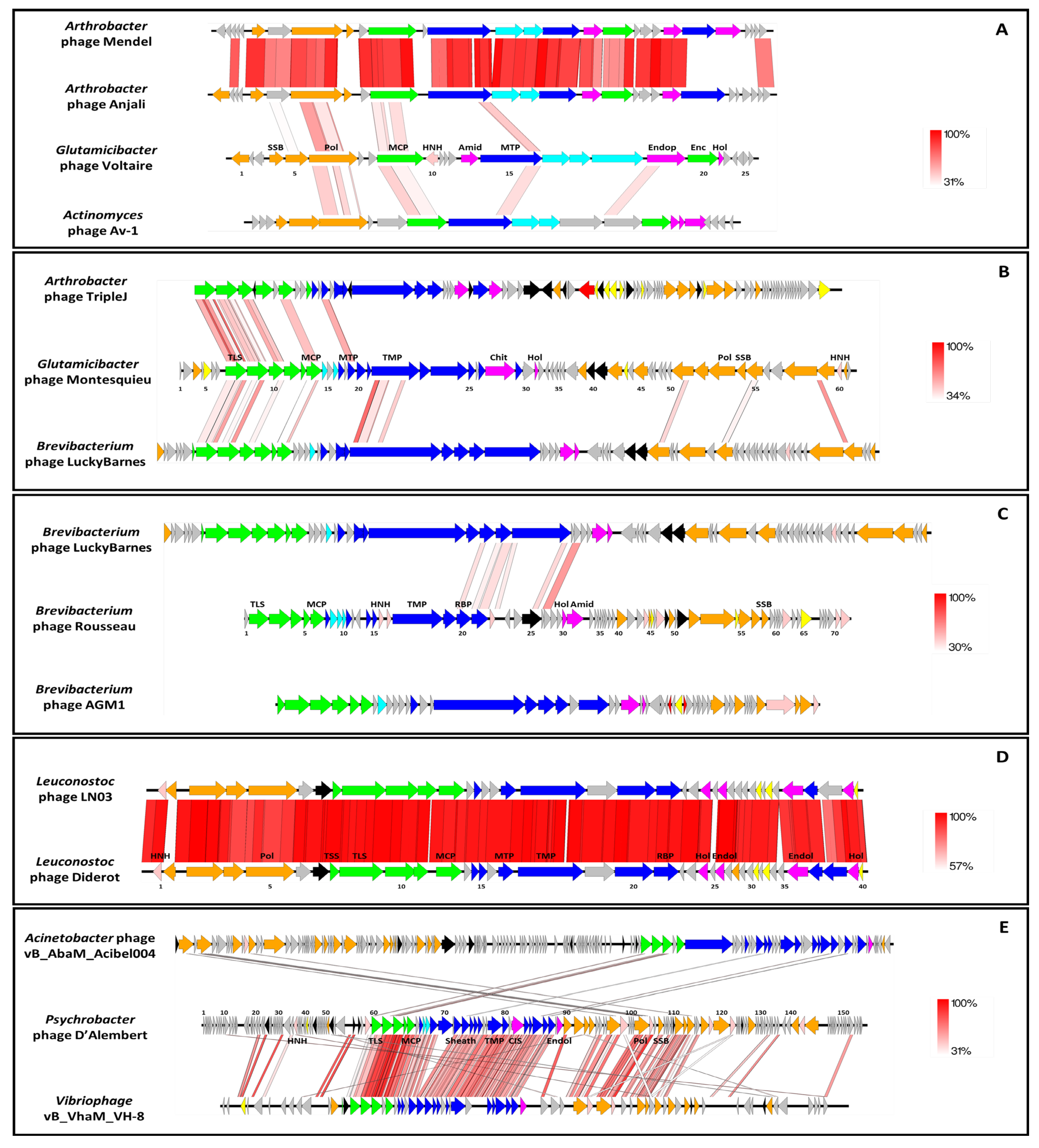 Viruses 14 01620 g004 550