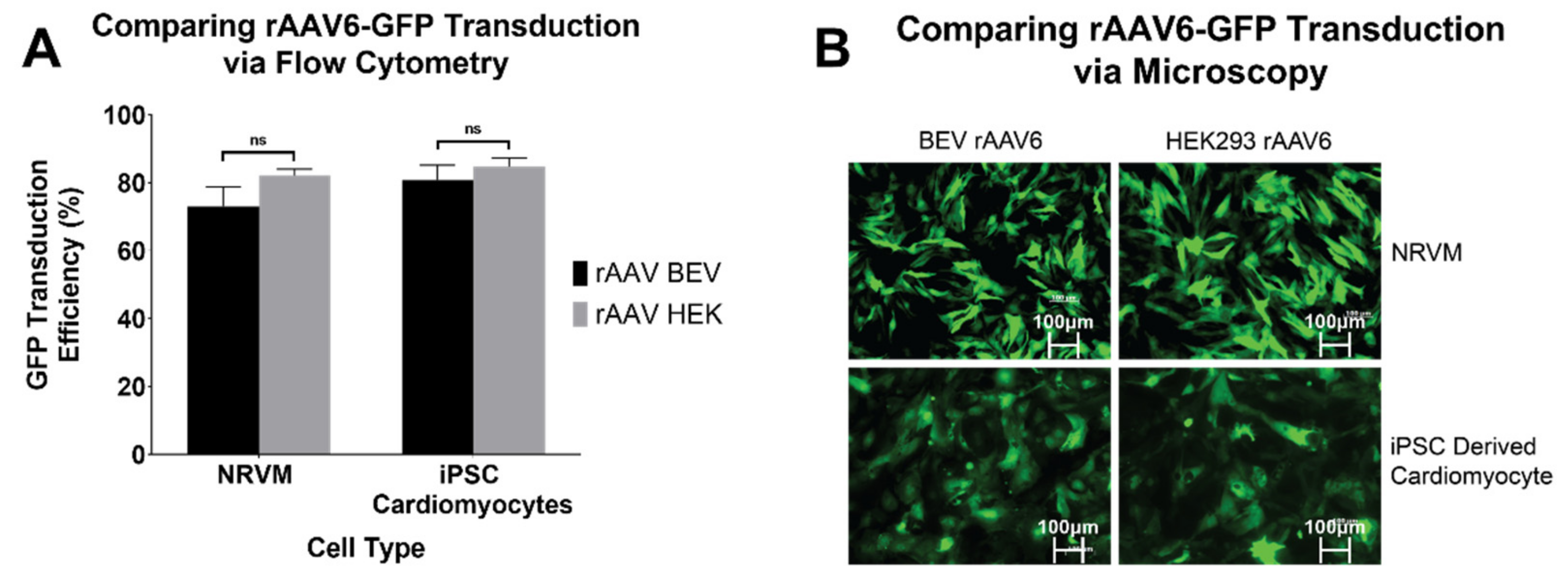 Viruses 14 01623 g004