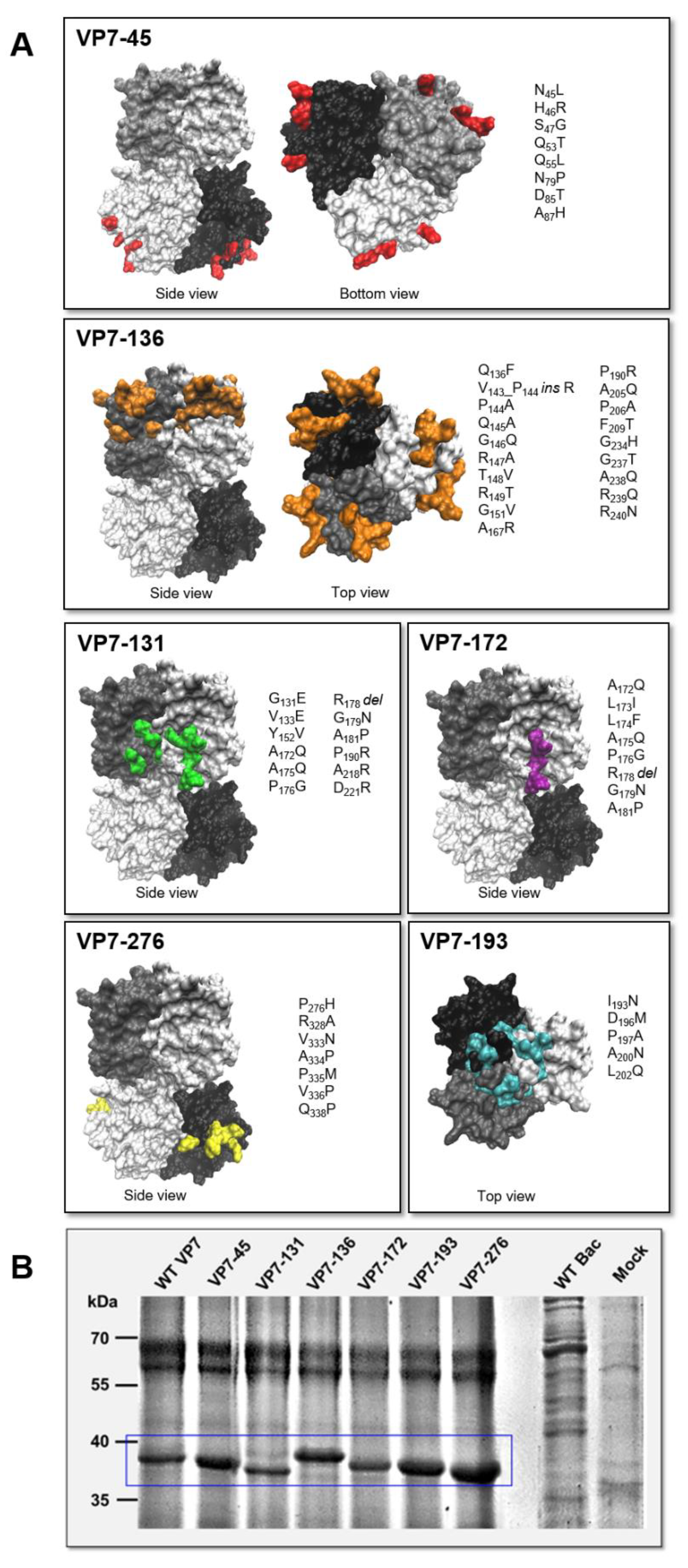 Viruses 14 01624 g001 Viruses 14 01624 g001