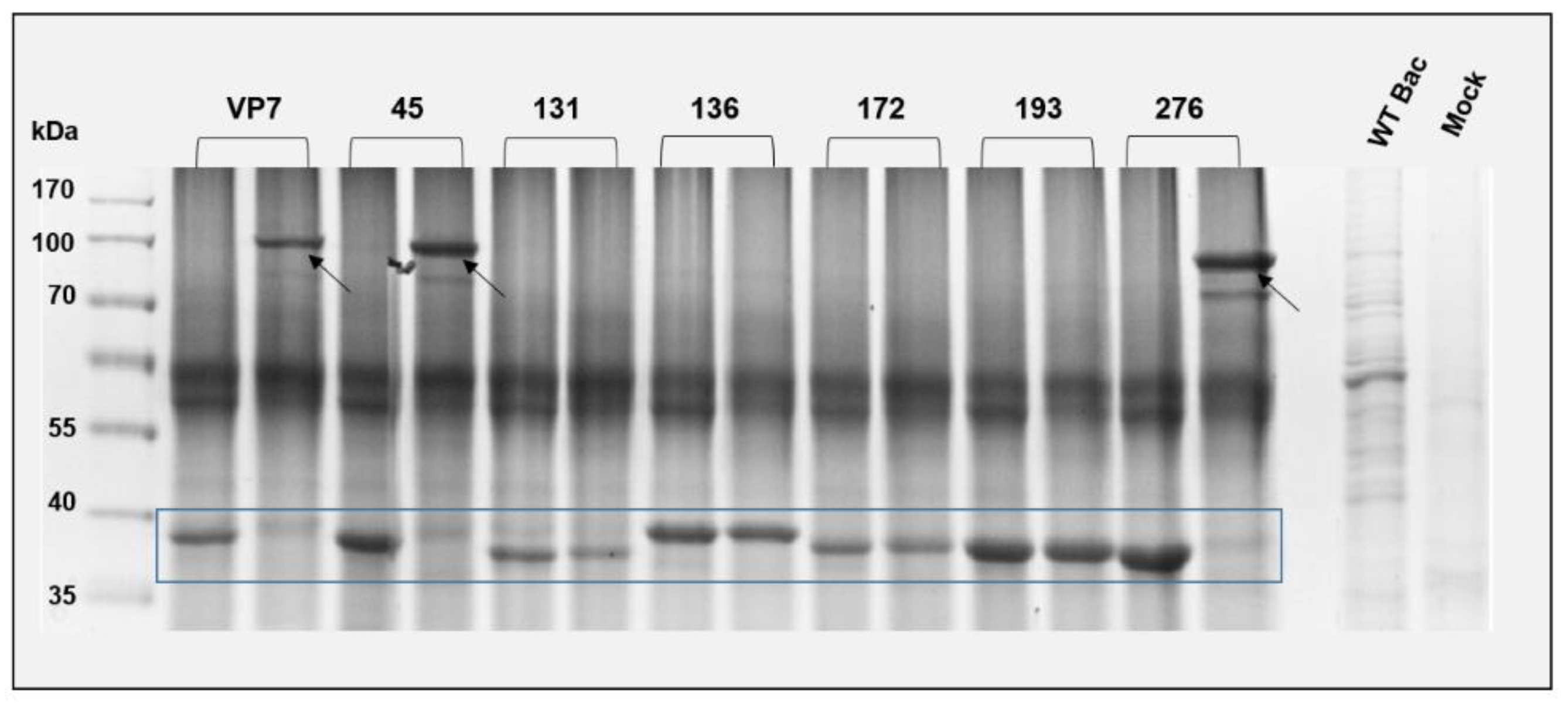Viruses 14 01624 g002 Viruses 14 01624 g002