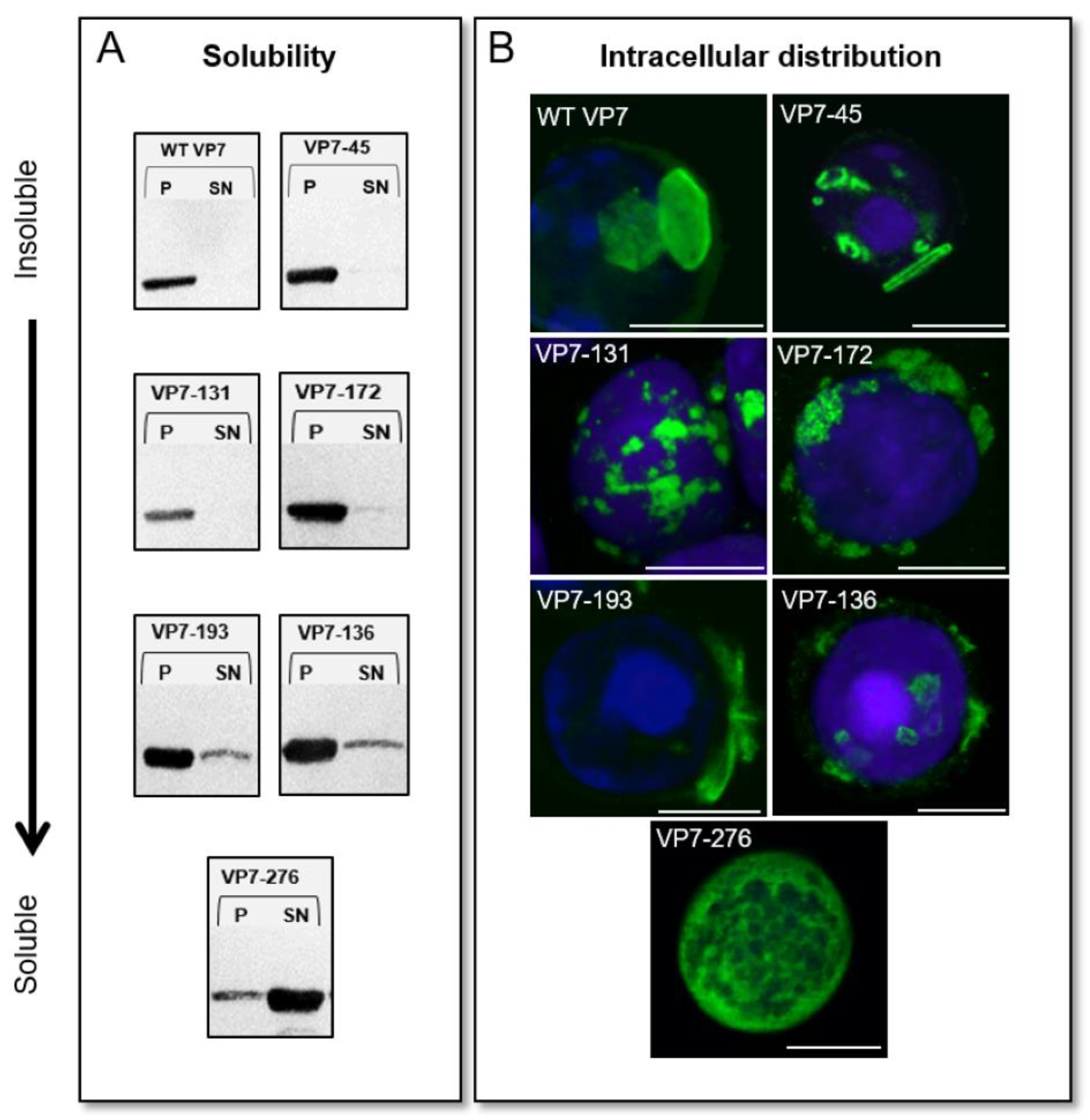 Viruses 14 01624 g003 Viruses 14 01624 g003