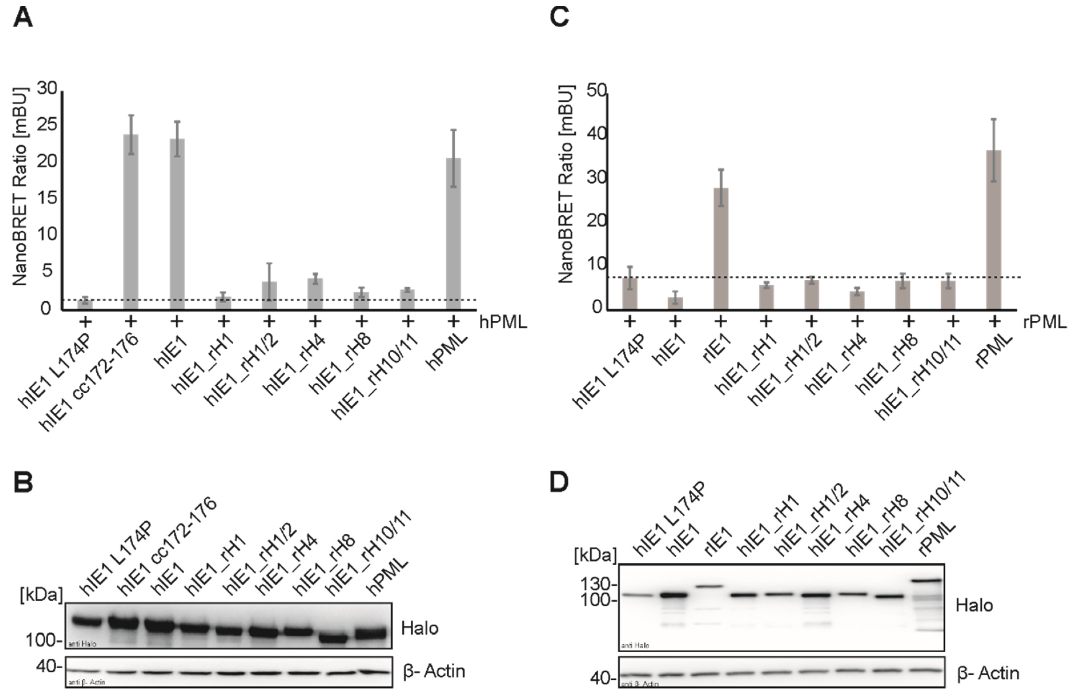 Viruses 14 01626 g003 550