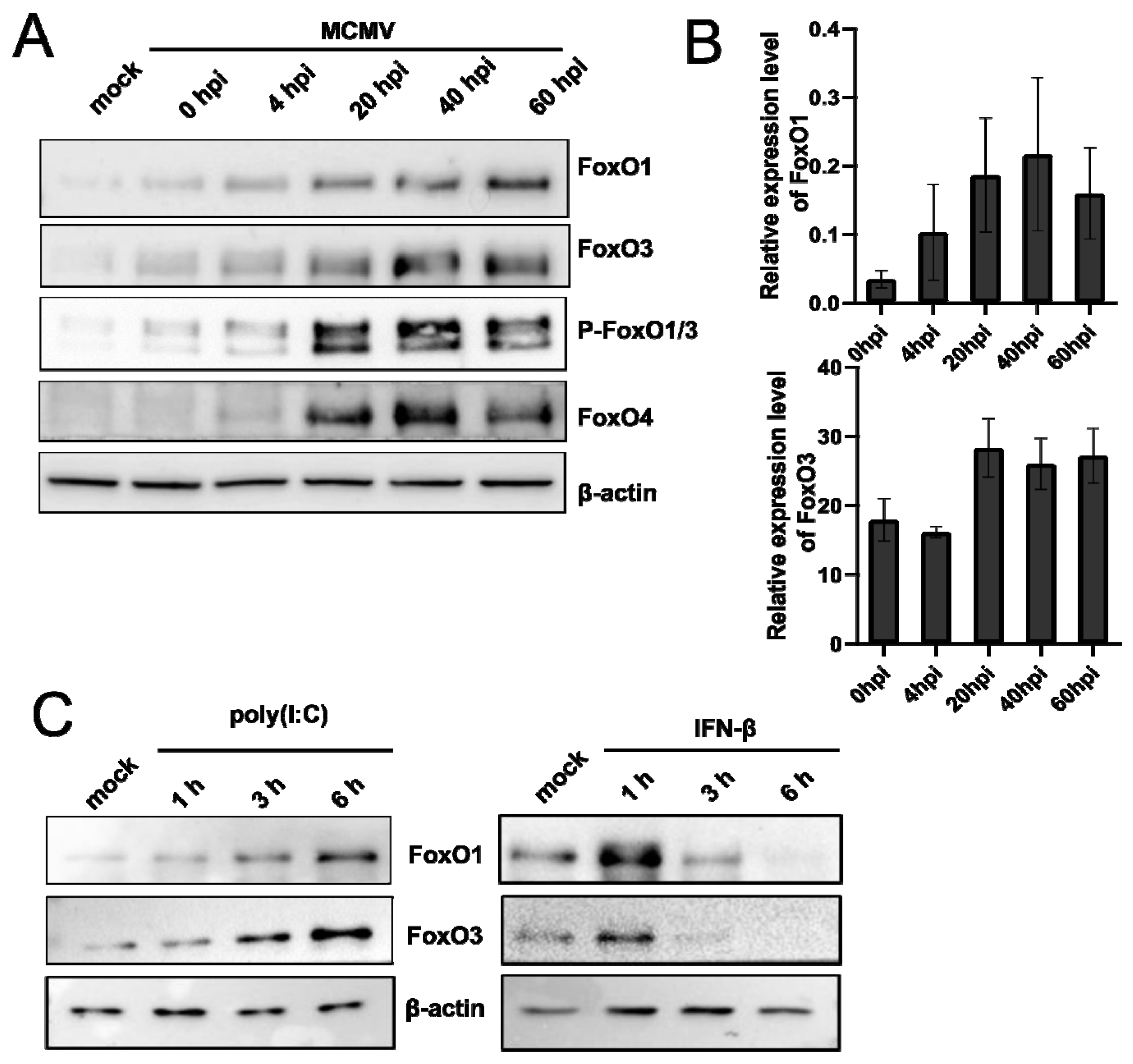 Viruses 14 01661 g004 Viruses 14 01661 g004