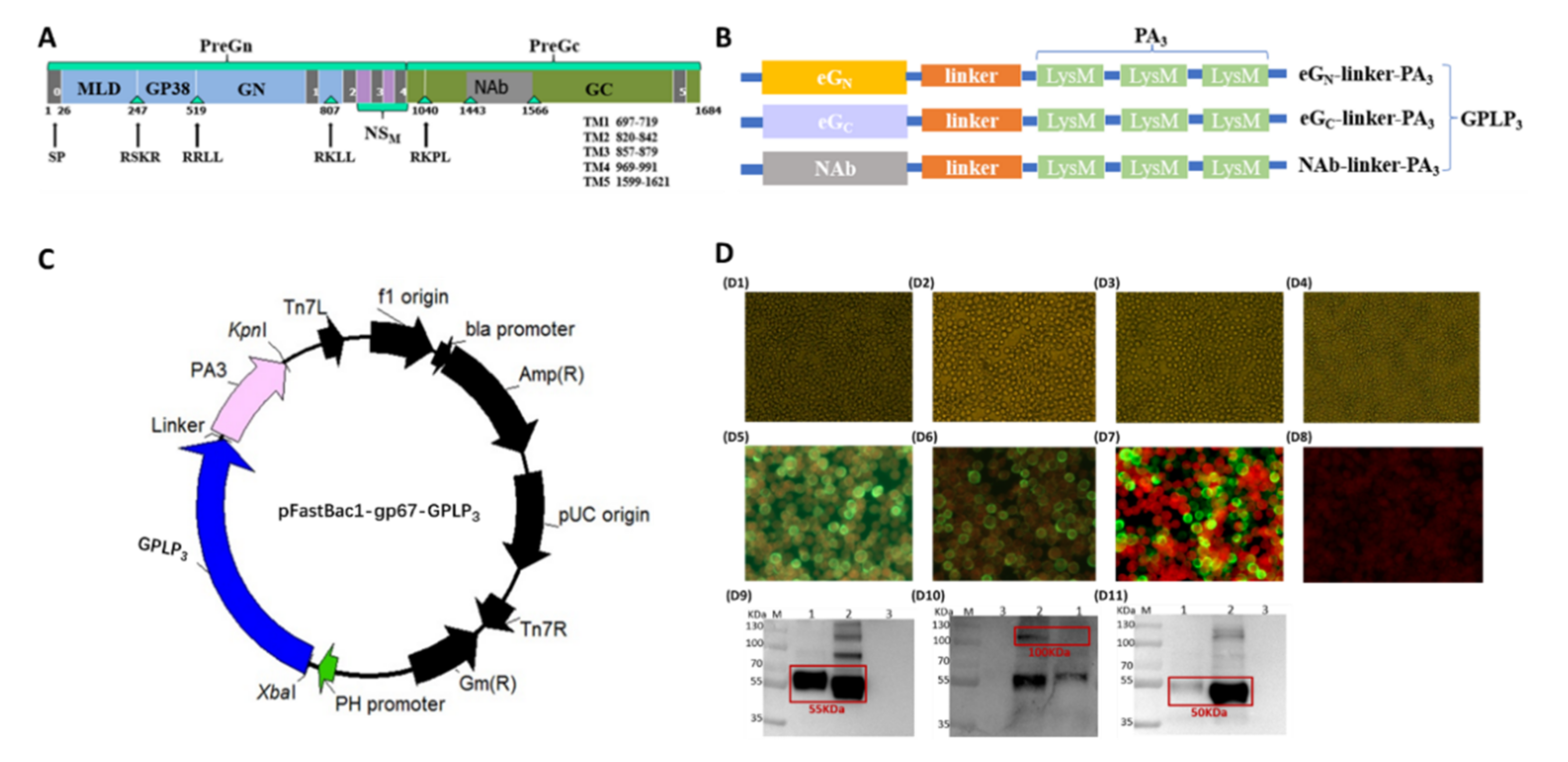 Viruses 14 01664 g001 Viruses 14 01664 g001