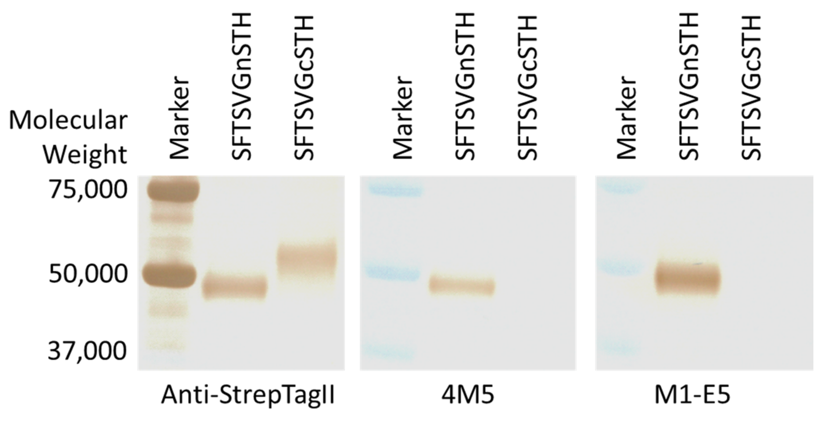 Viruses 14 01665 g004 Viruses 14 01665 g004