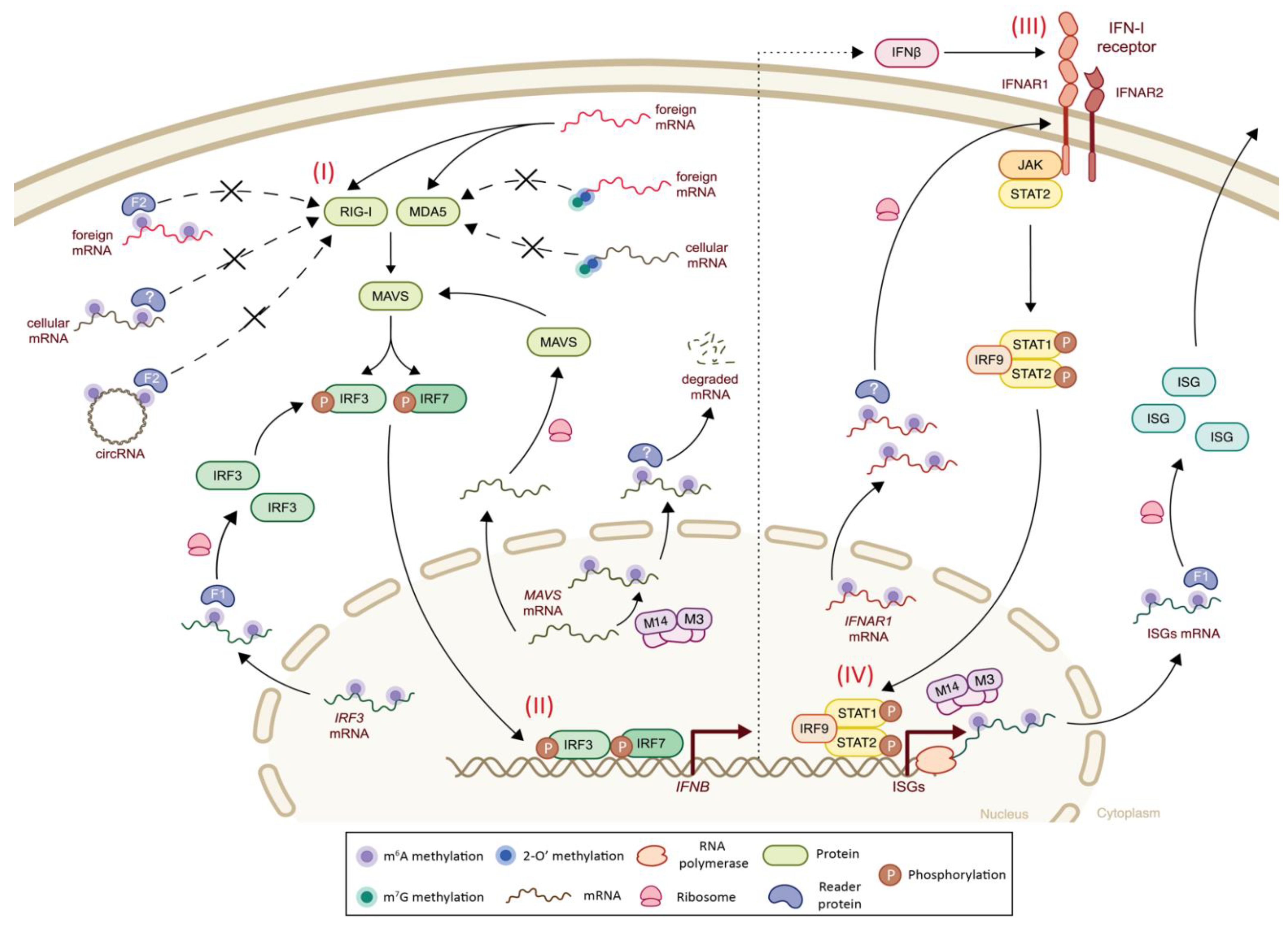 Viruses 14 01666 g002