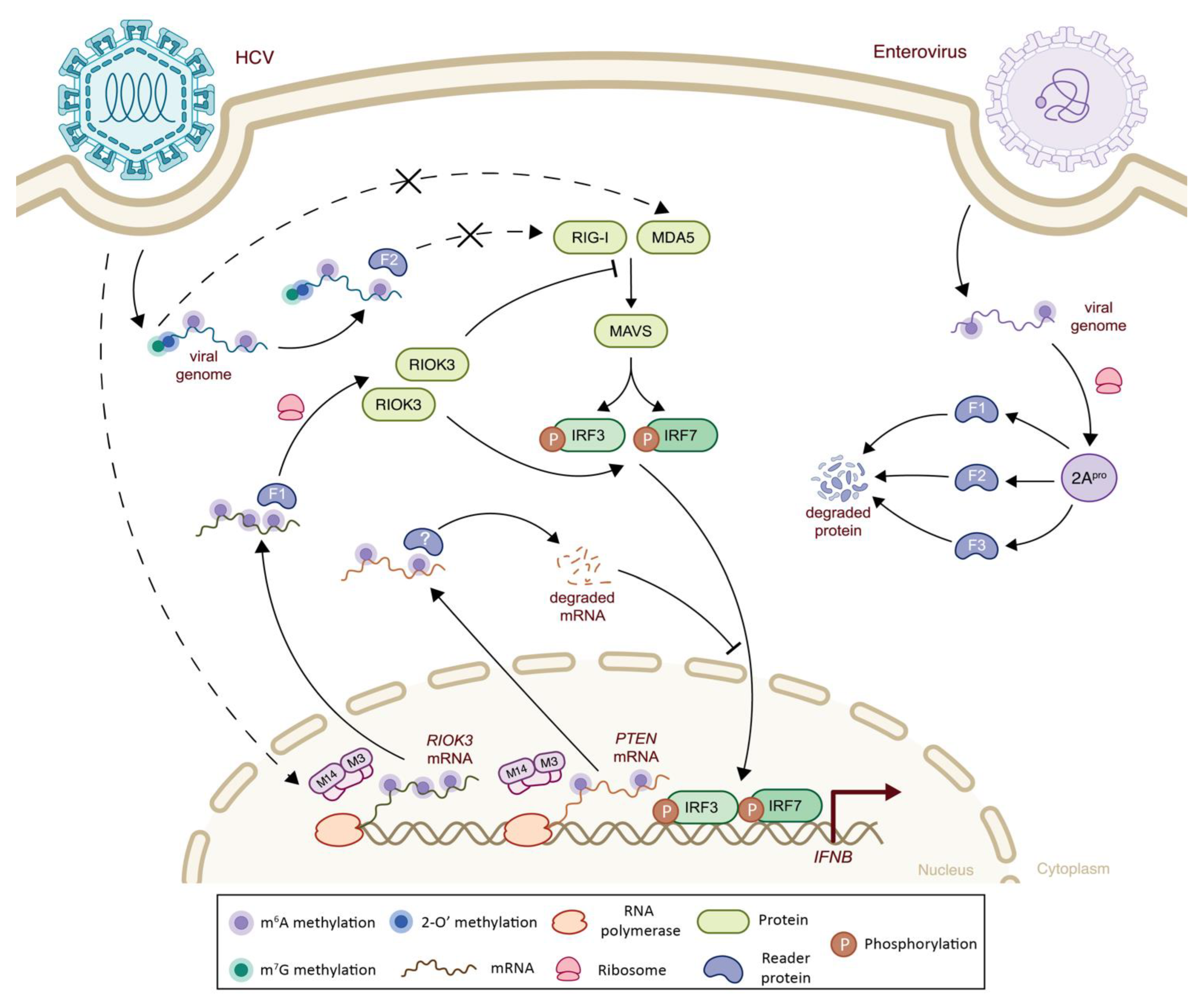 Viruses 14 01666 g004