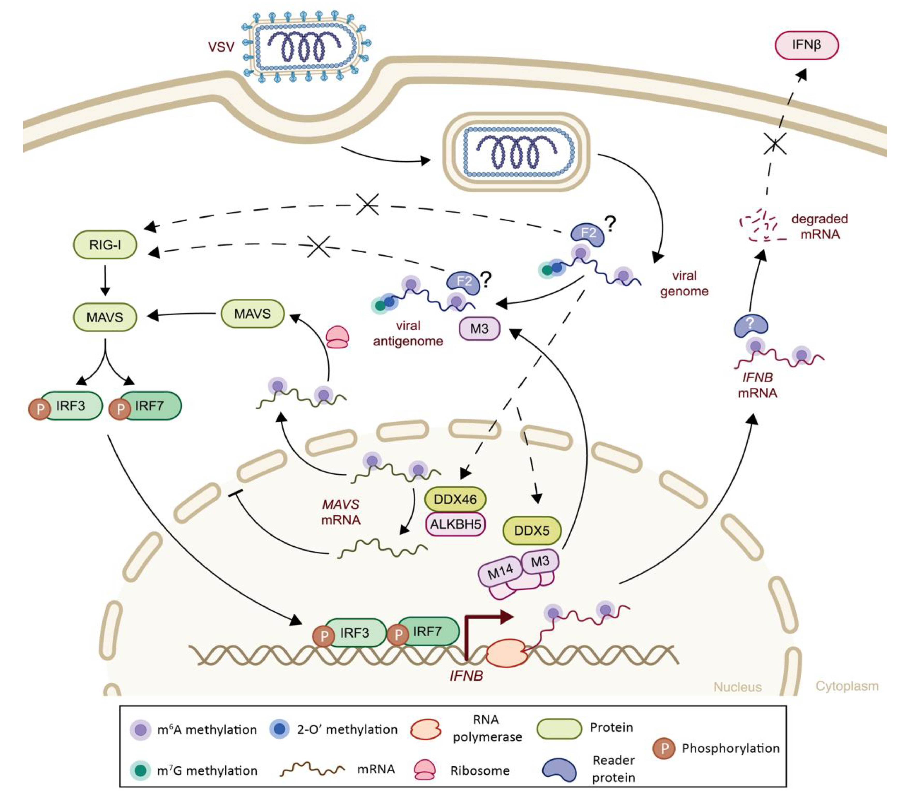 Viruses 14 01666 g005