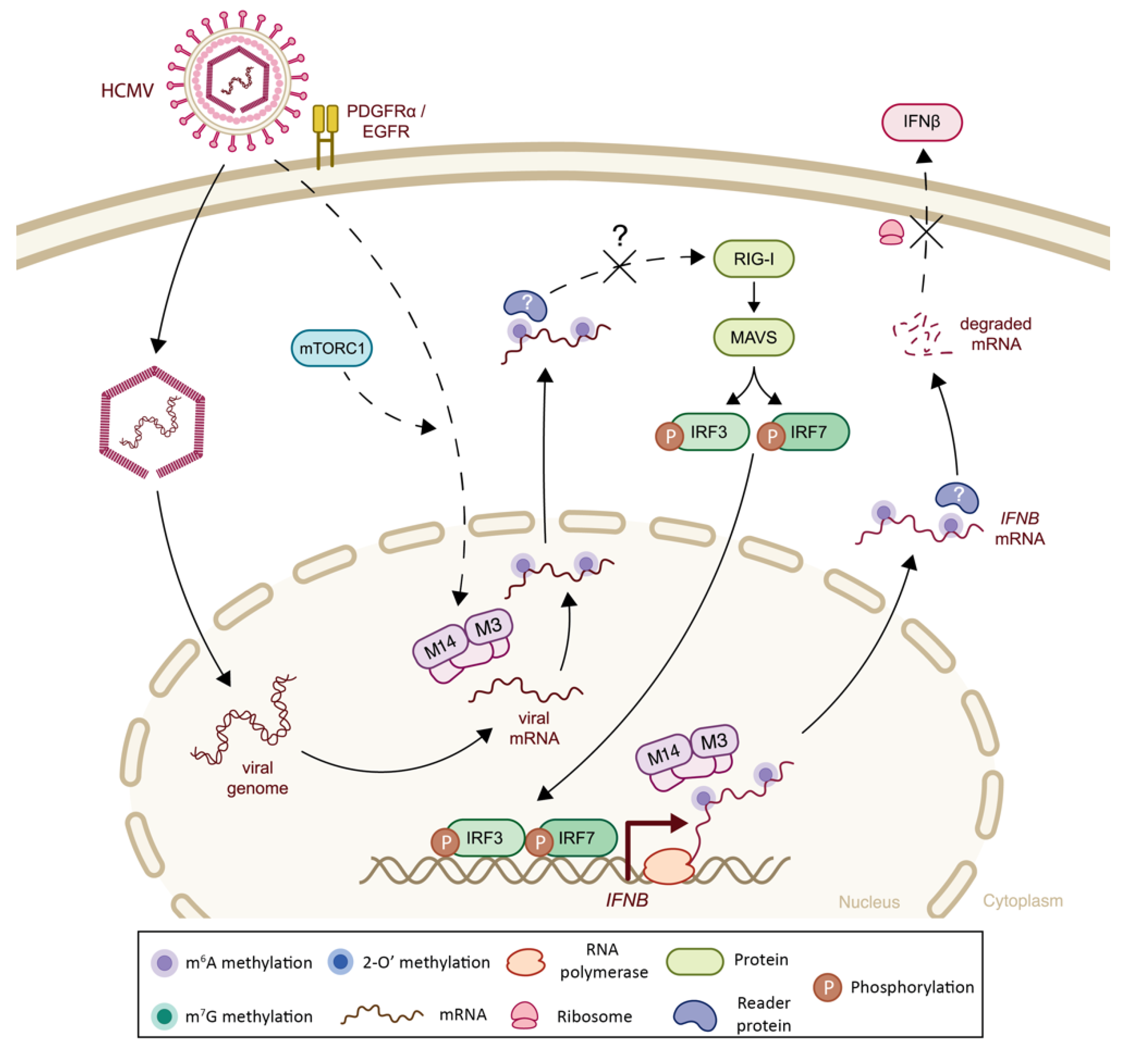Viruses 14 01666 g008