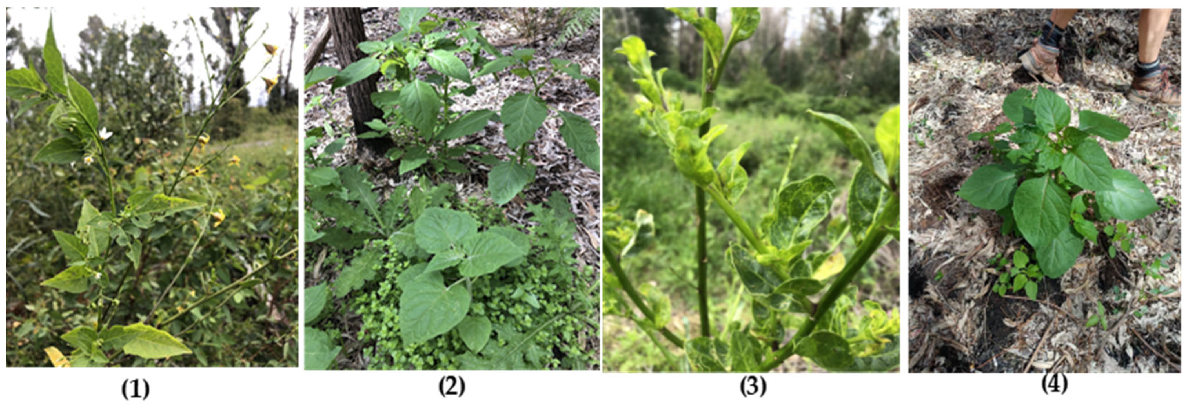 Viruses 14 01676 g002 Viruses 14 01676 g002