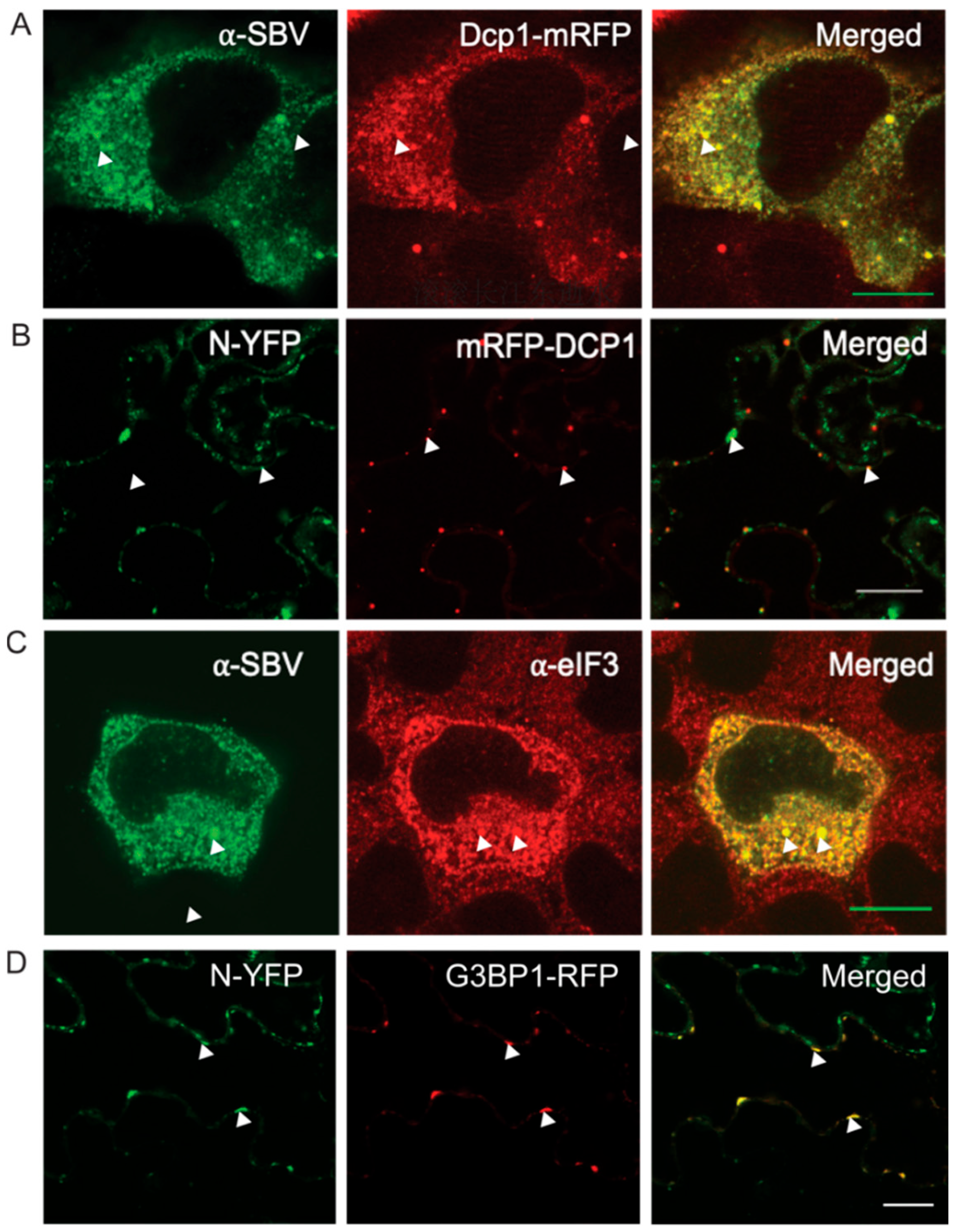 Viruses 14 01679 g002 550