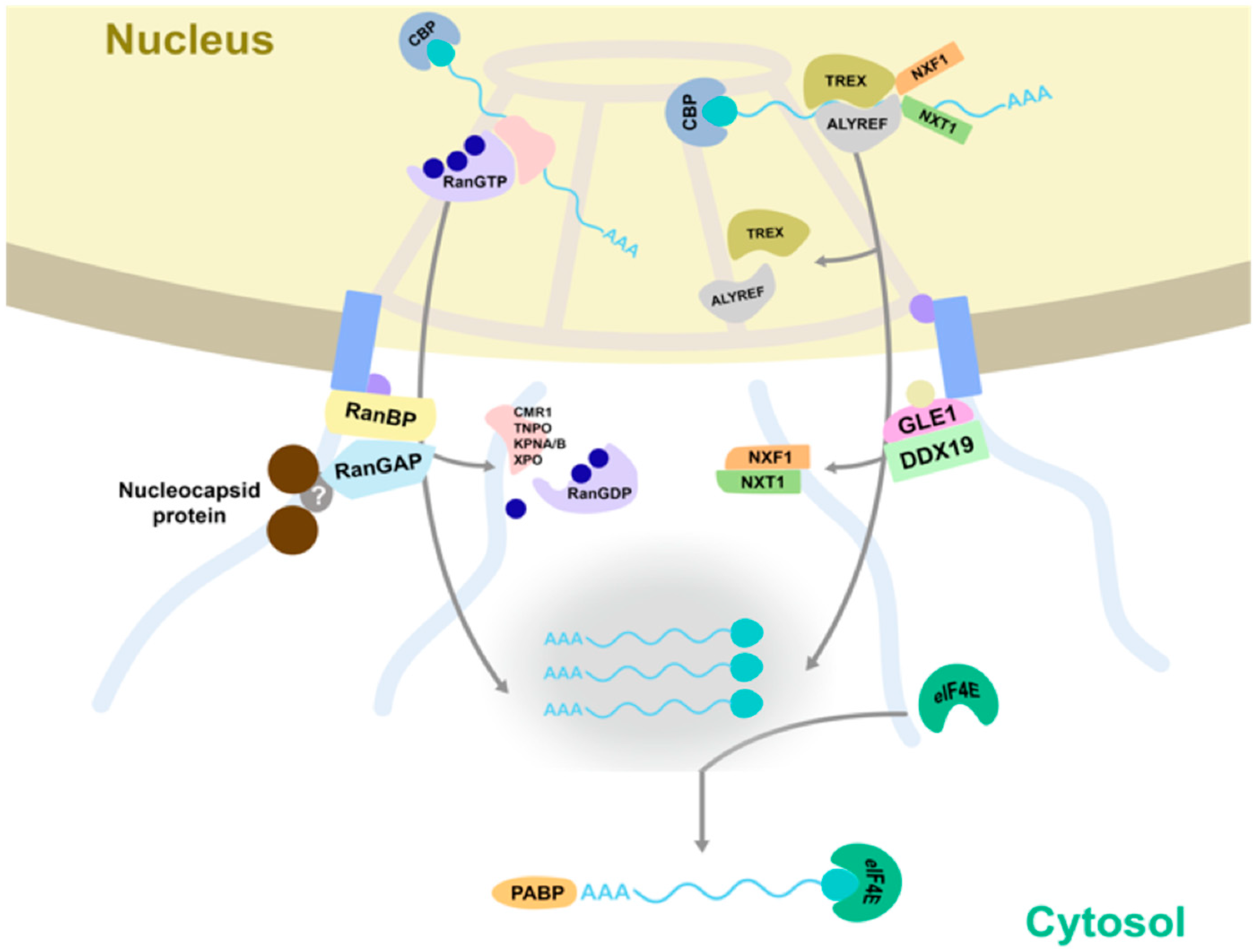 Viruses 14 01679 g010 550