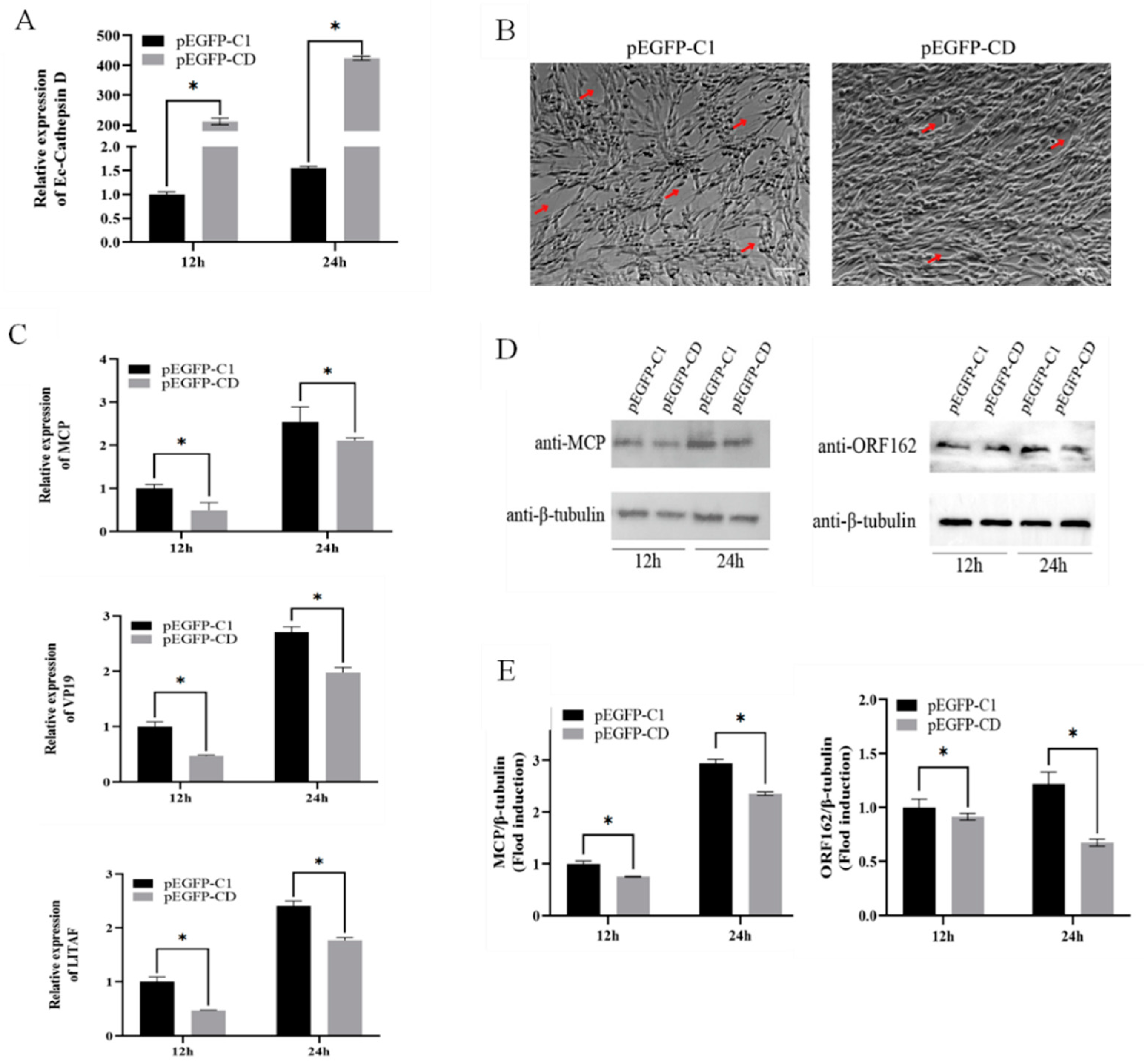 Viruses 14 01680 g002 Viruses 14 01680 g002