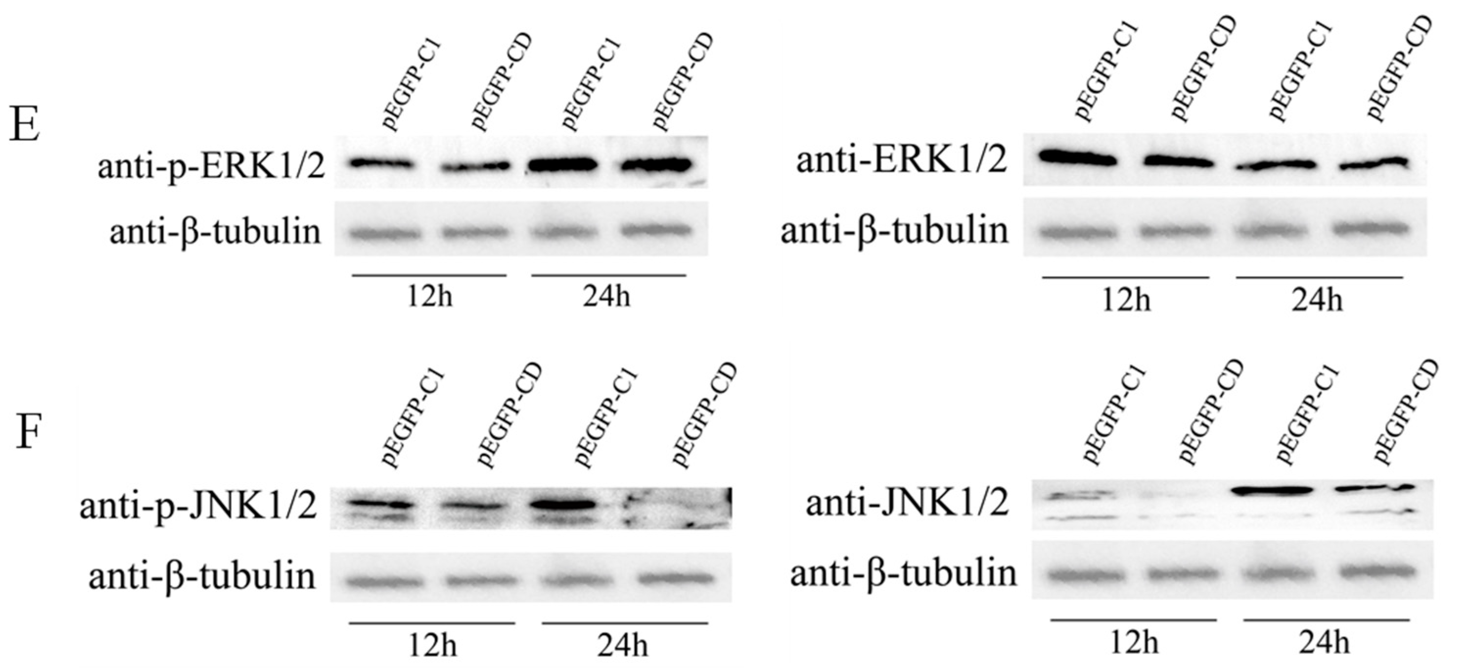 Viruses 14 01680 g003b Viruses 14 01680 g003b