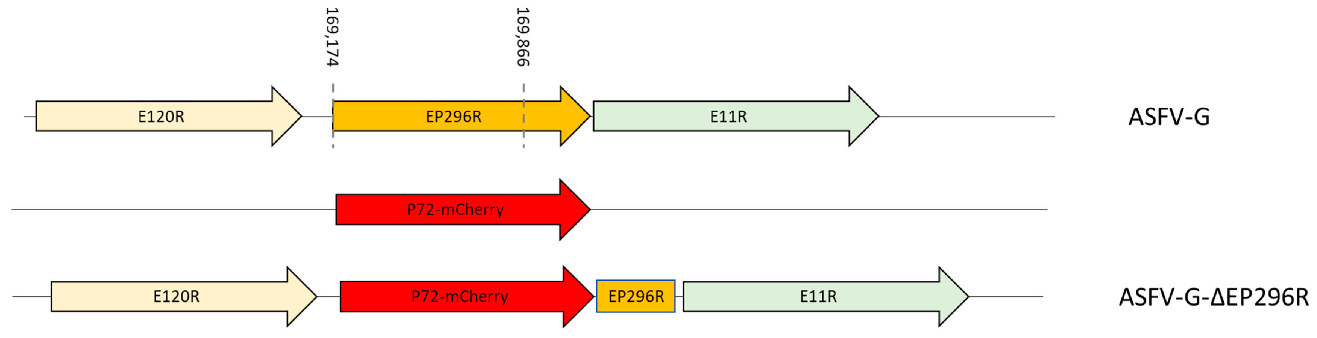 Viruses 14 01682 g004 550