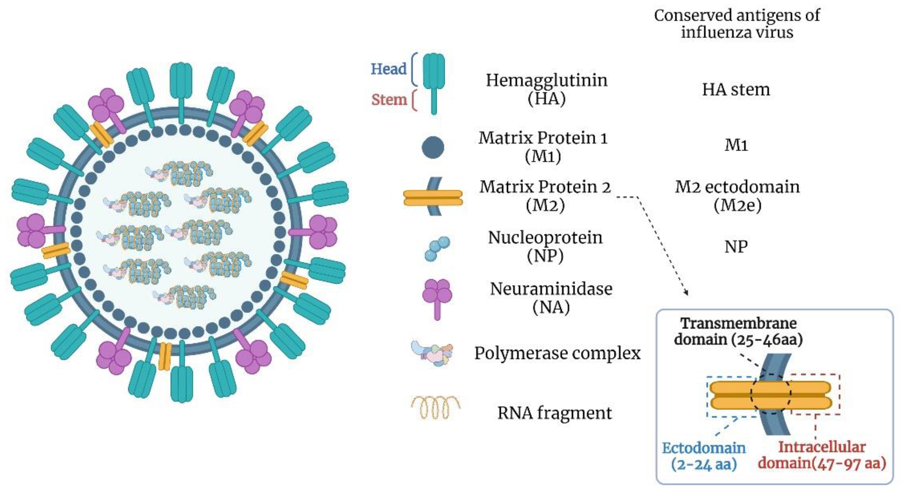 Viruses 14 01684 g001 Viruses 14 01684 g001
