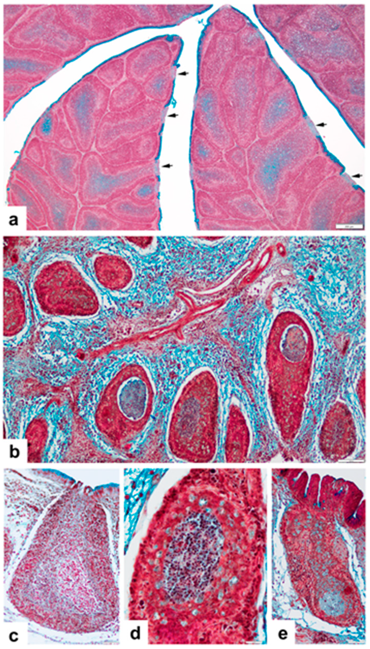 Viruses 14 01689 g002