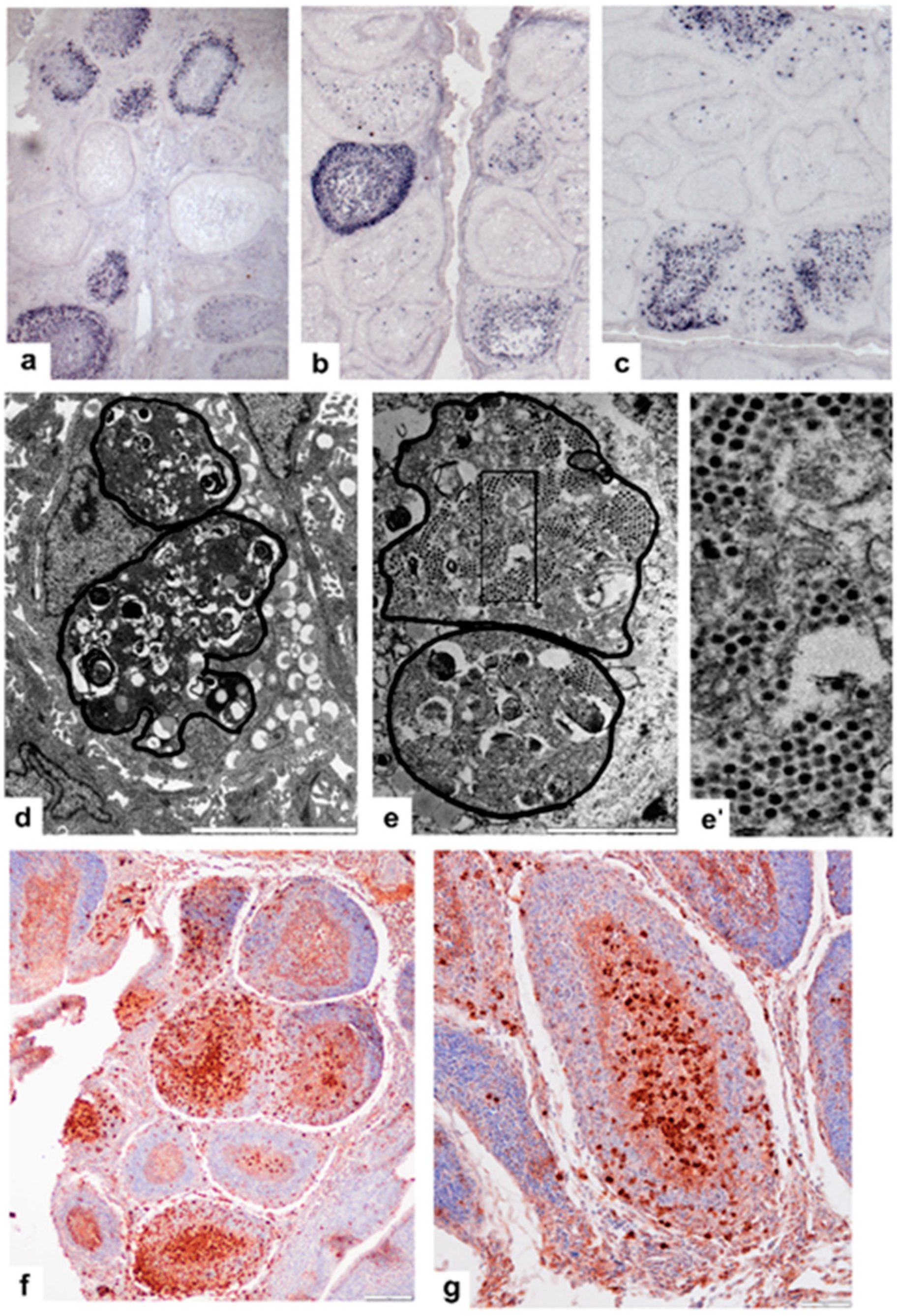 Viruses 14 01689 g003