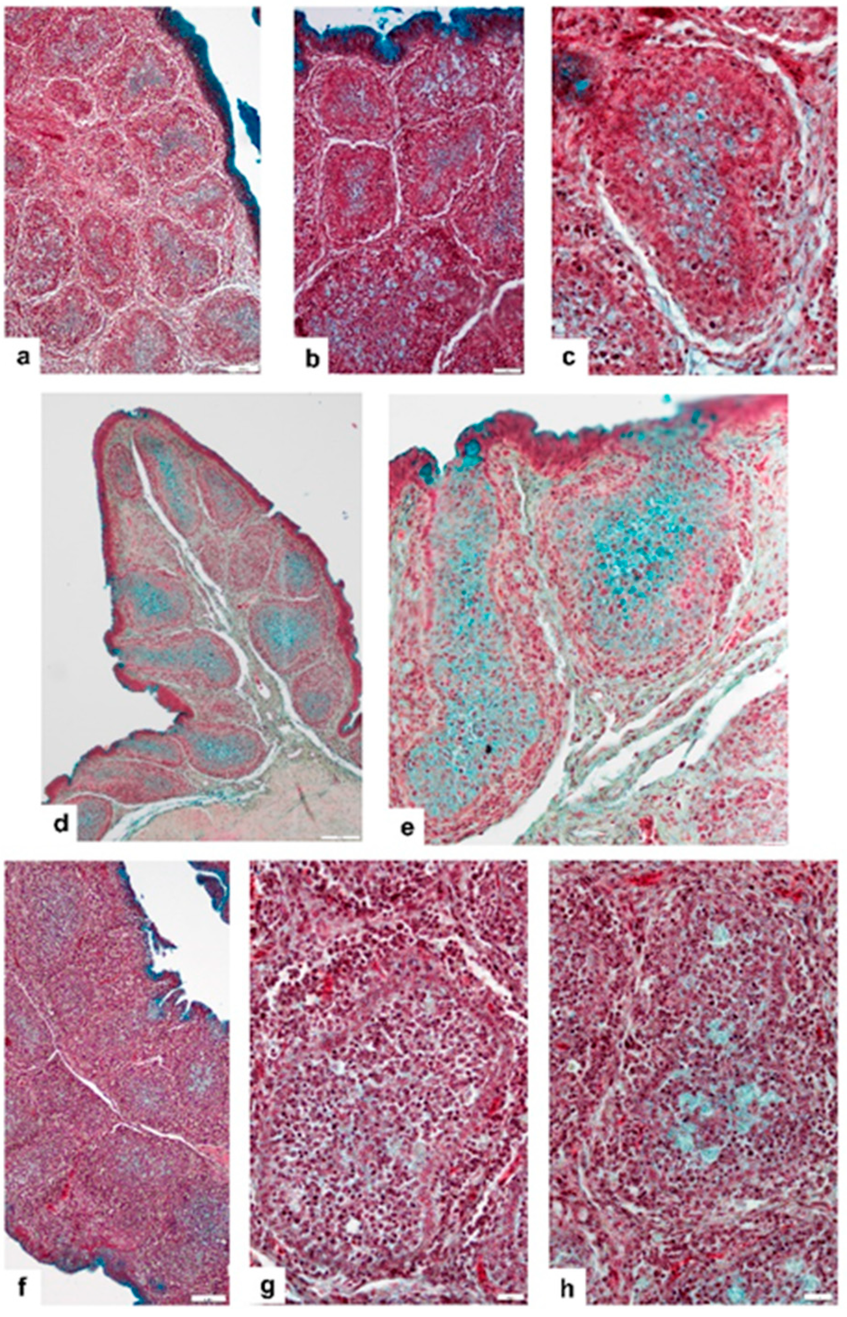 Viruses 14 01689 g004