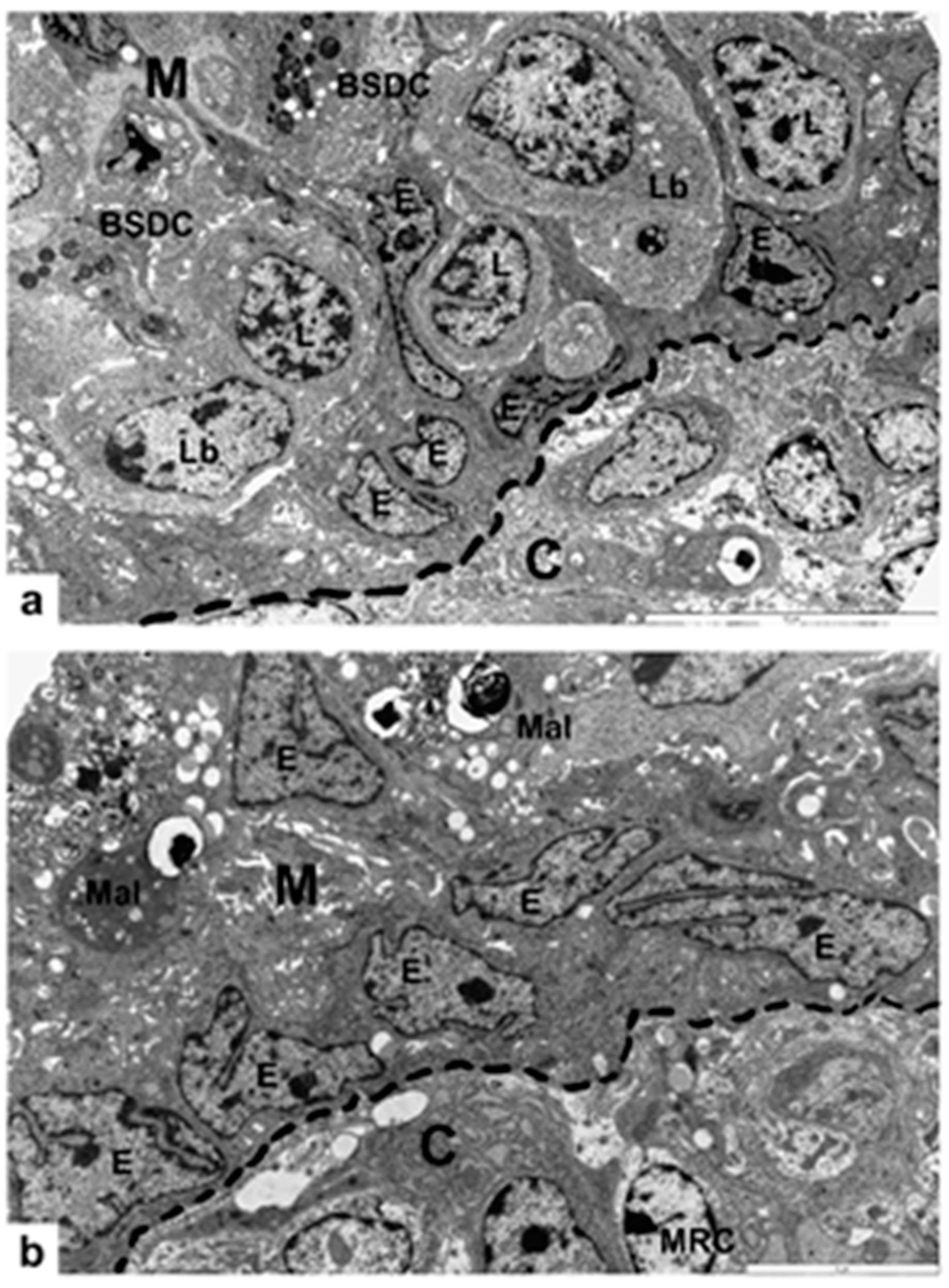 Viruses 14 01689 g005