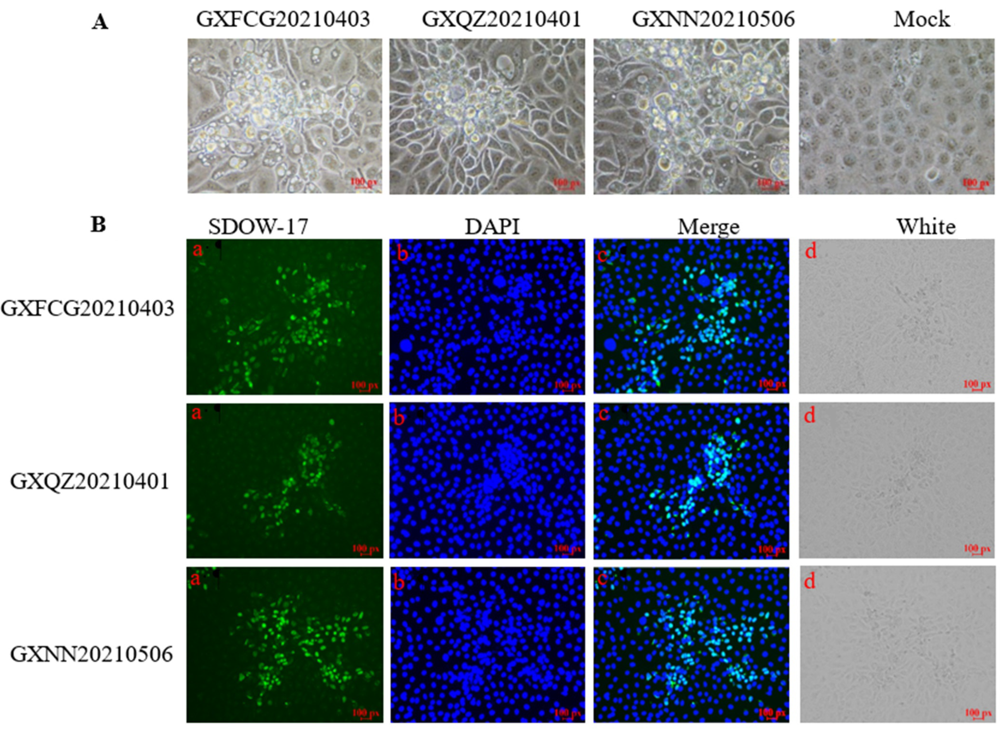 Viruses 14 01695 g001