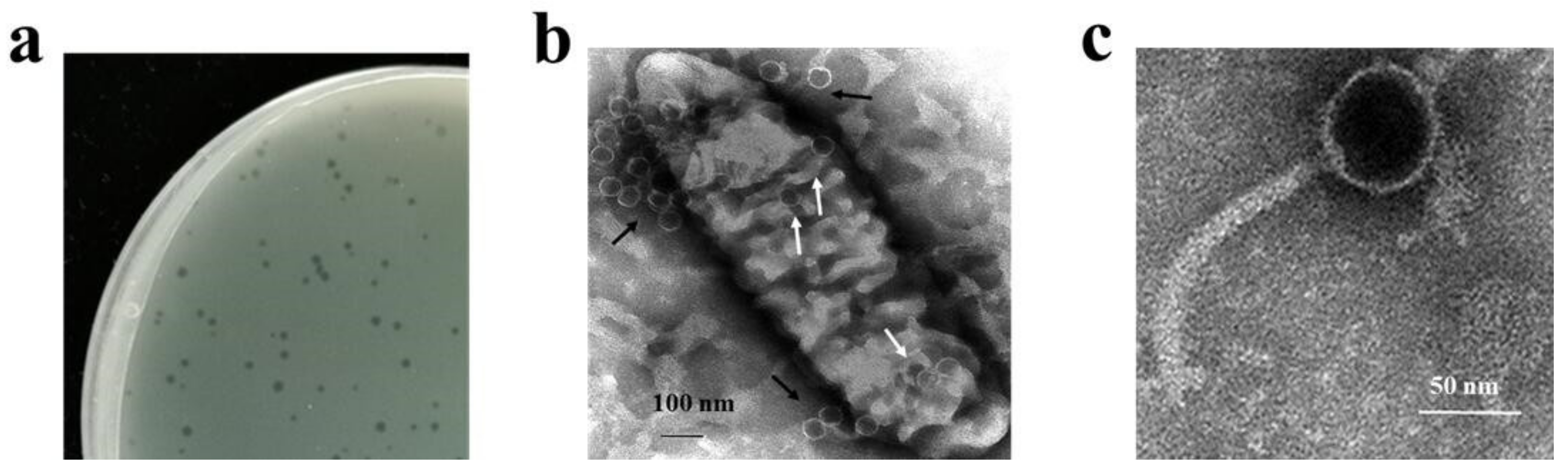 Viruses 14 01709 g001