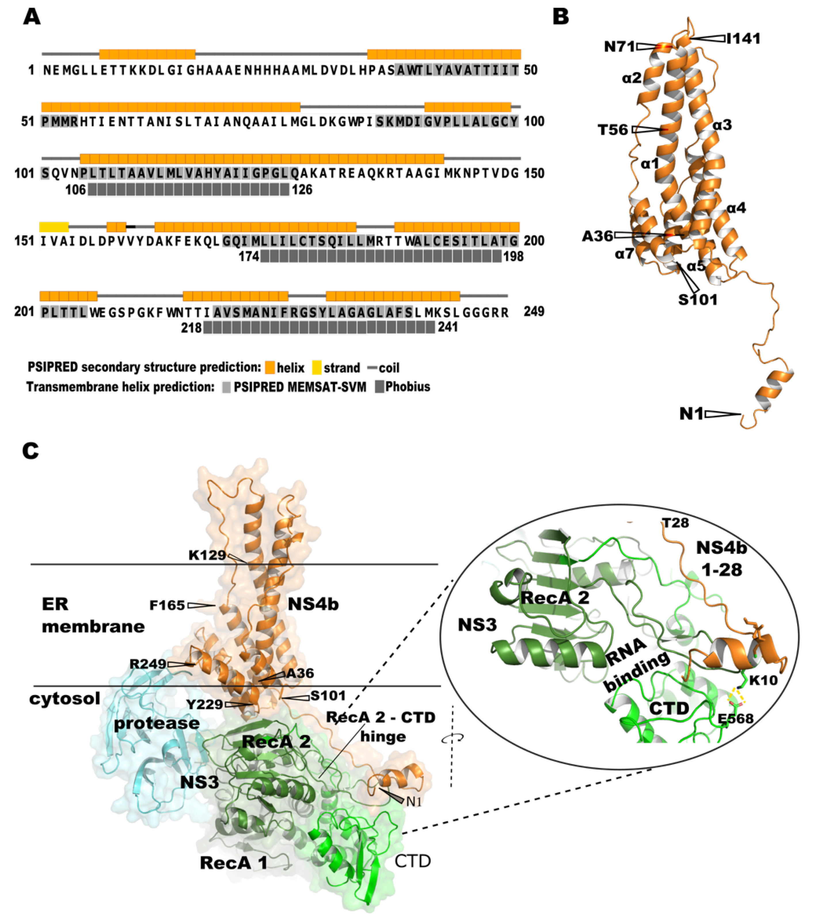 Viruses 14 01712 g002 550