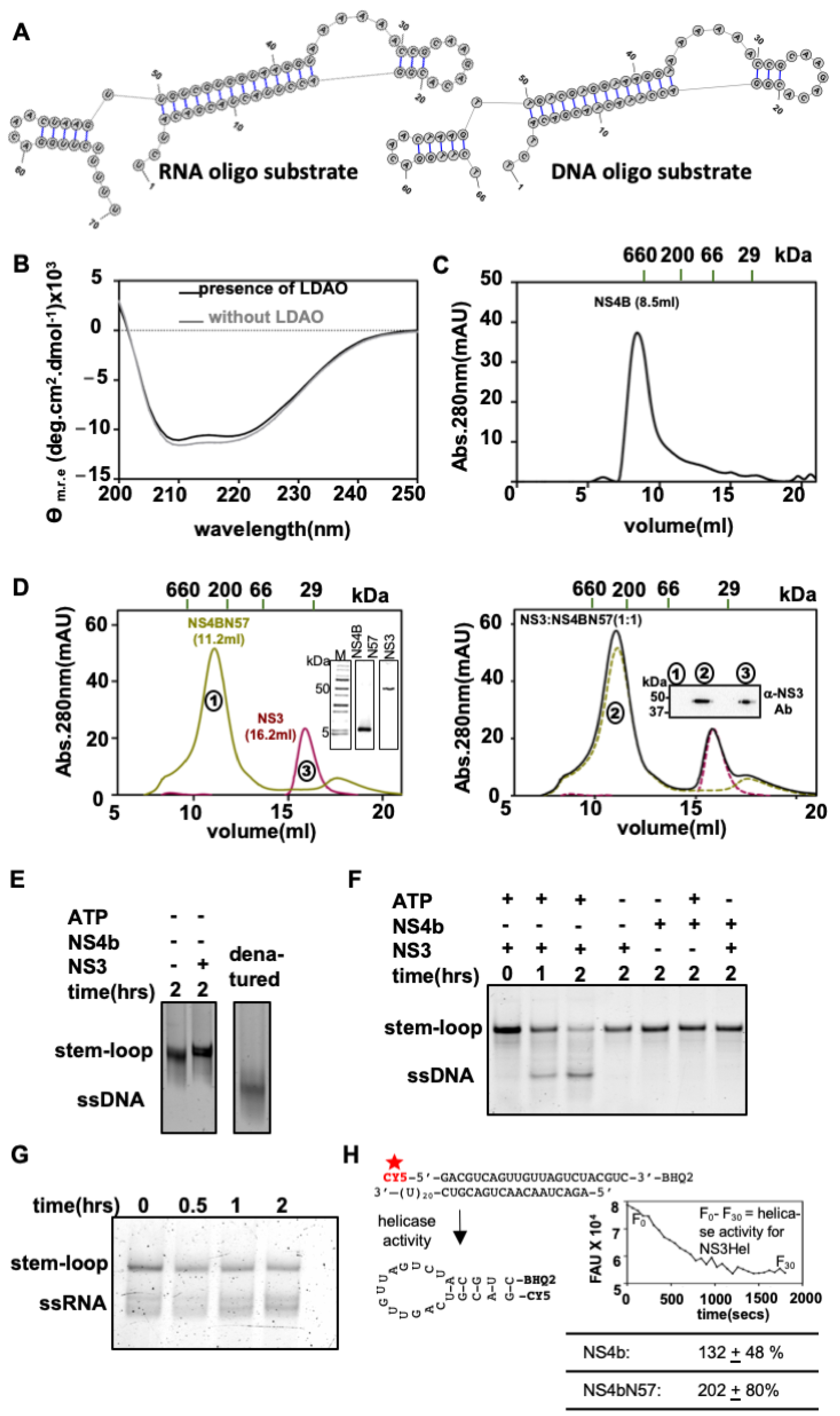 Viruses 14 01712 g005 550