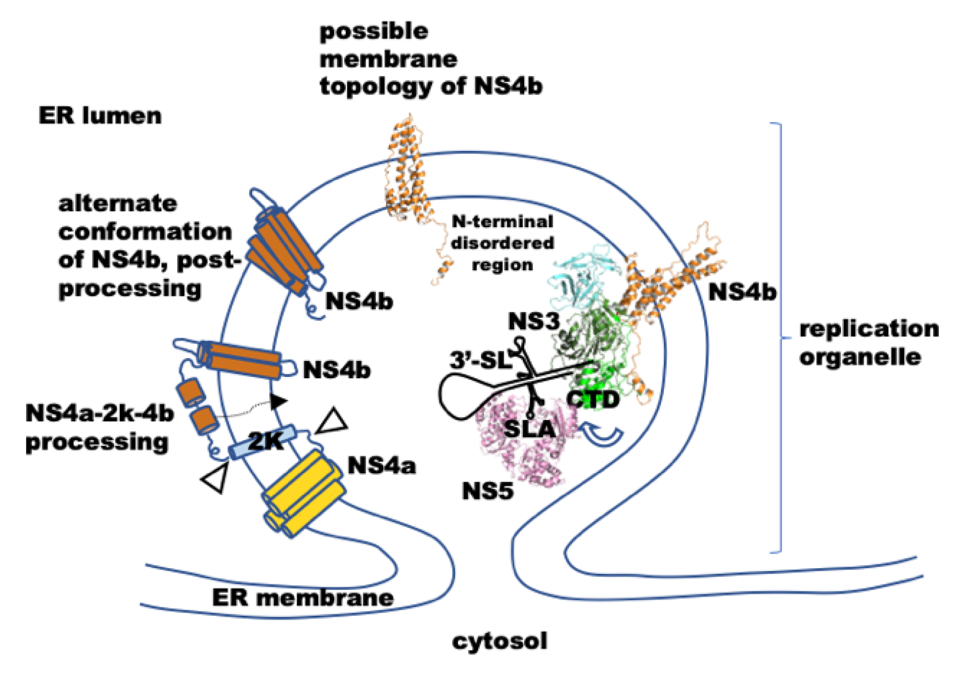 Viruses 14 01712 g007 550