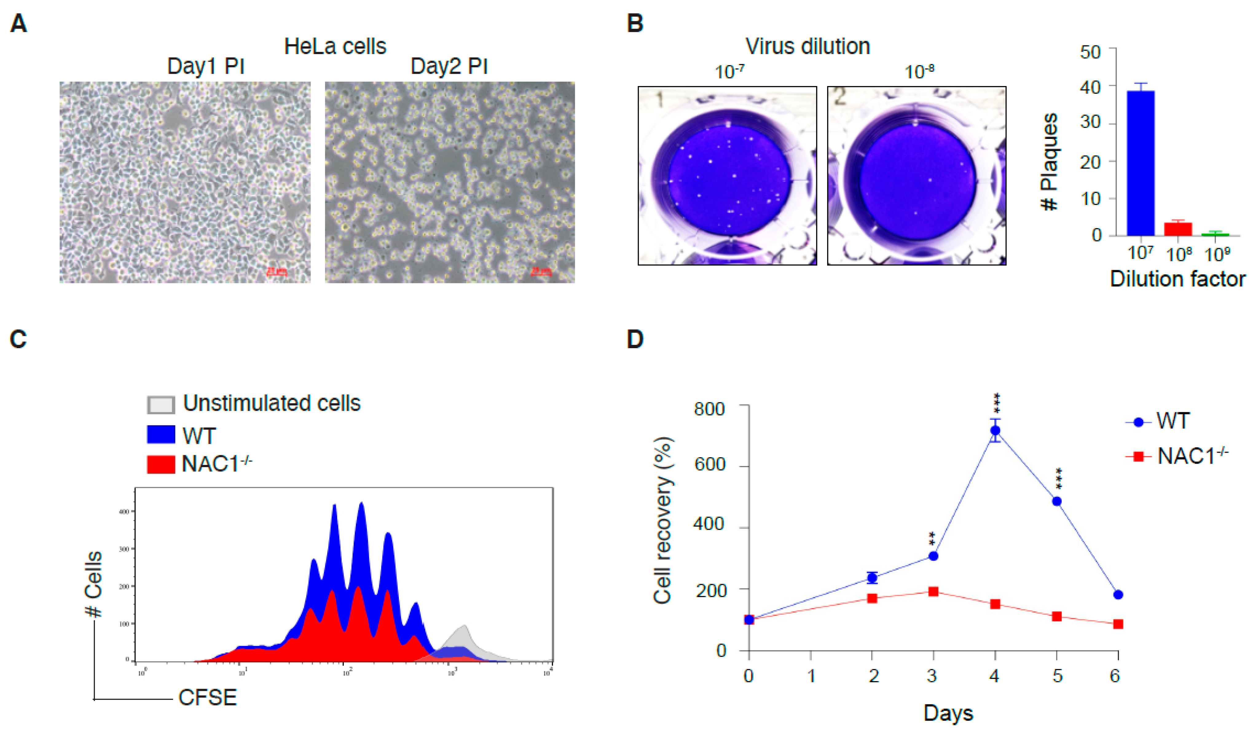 Viruses, Free Full-Text