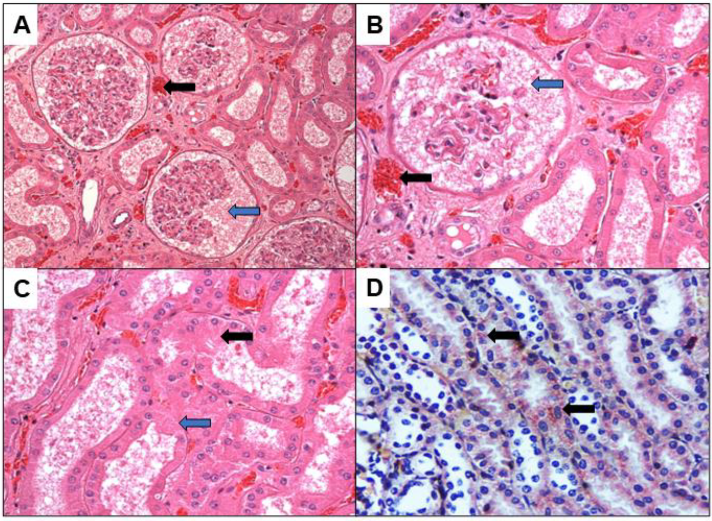 Viruses 14 01725 g001 Viruses 14 01725 g001