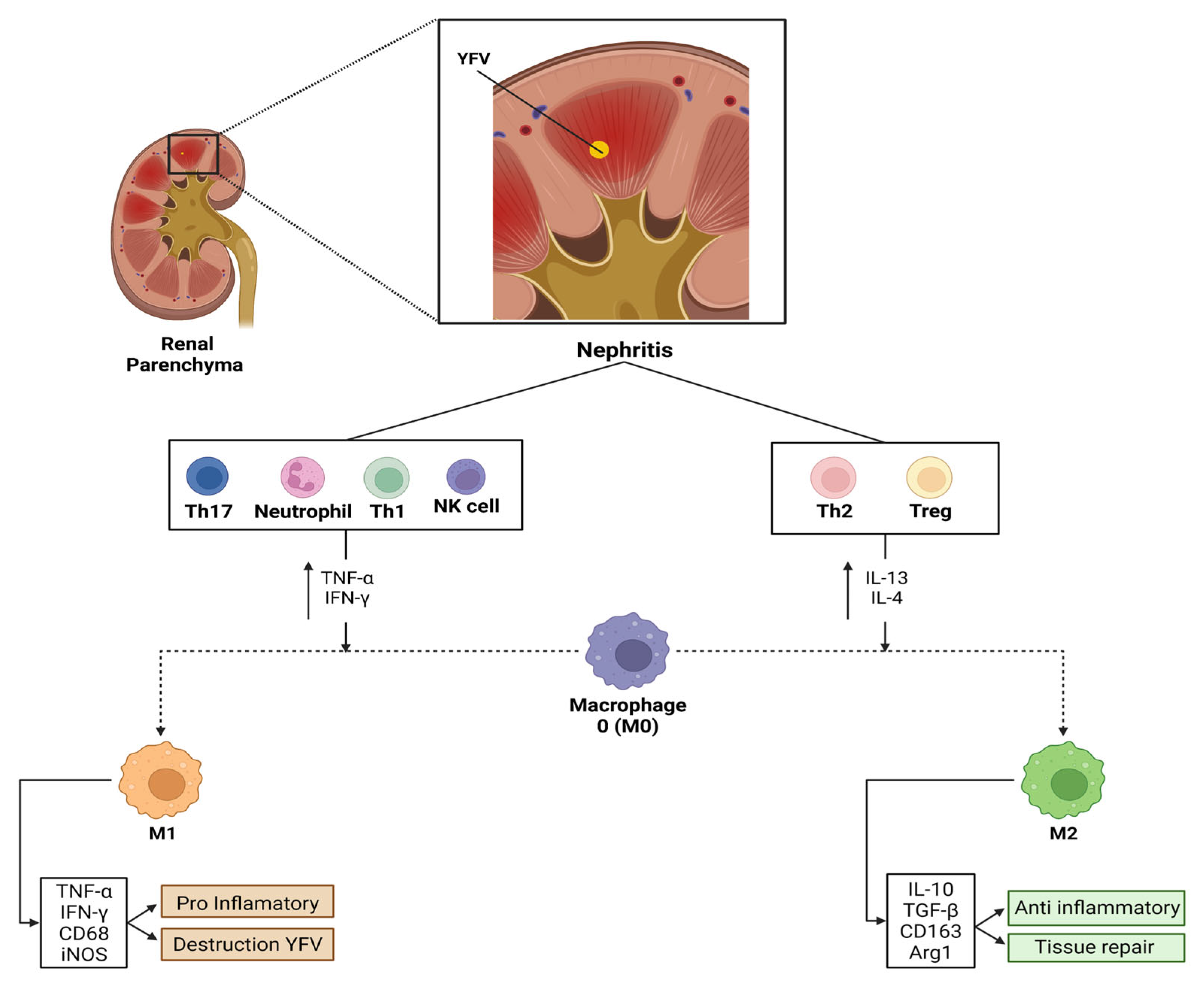 Viruses 14 01725 g004 Viruses 14 01725 g004