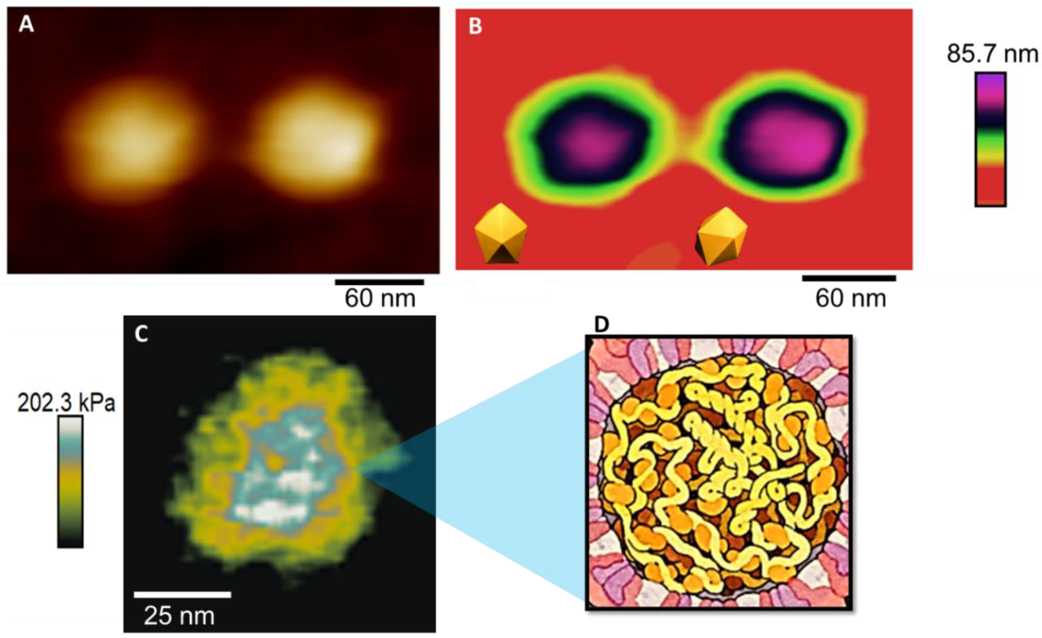 Viruses 14 01727 g002 Viruses 14 01727 g002