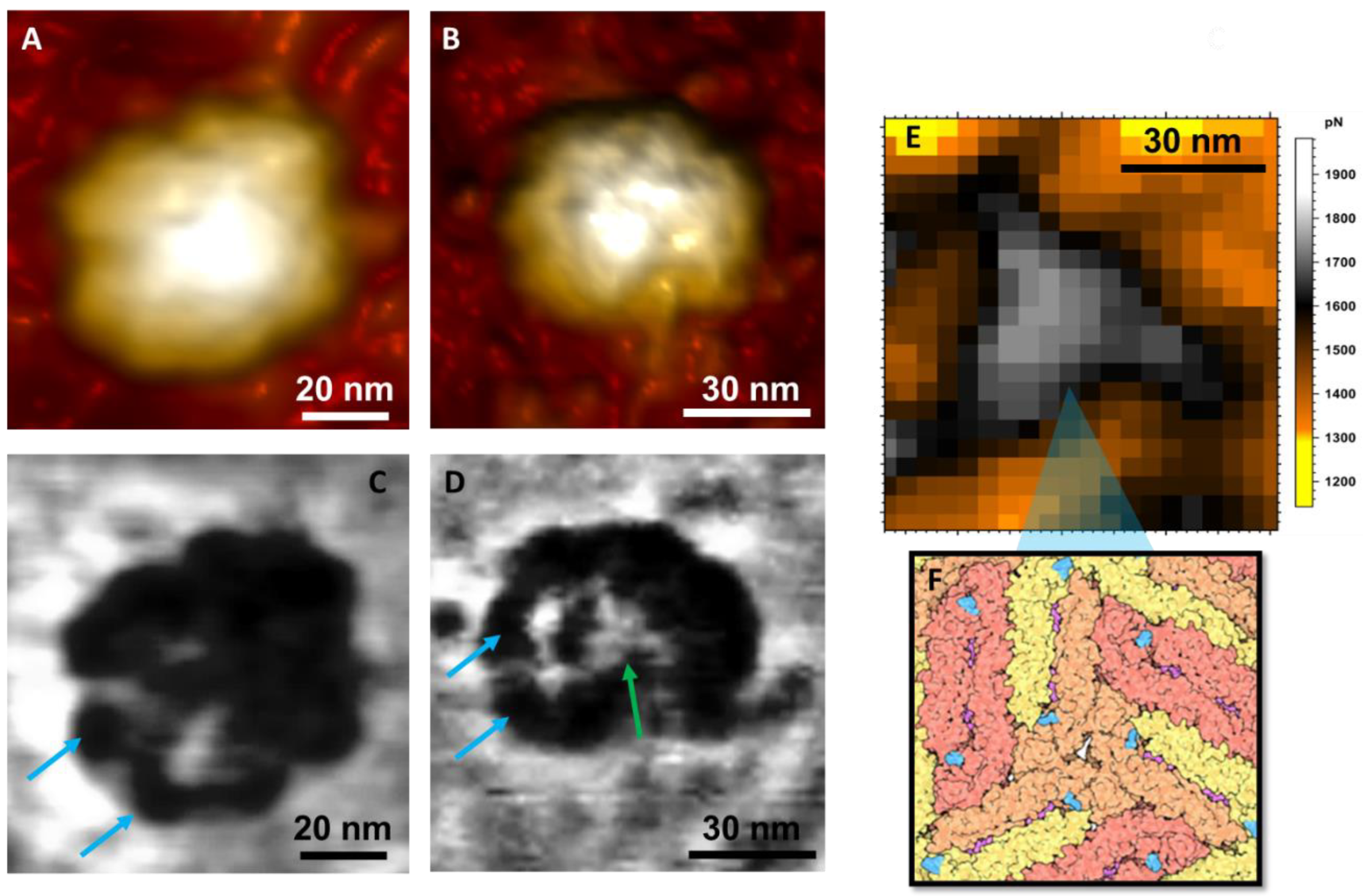 Viruses 14 01727 g003 Viruses 14 01727 g003