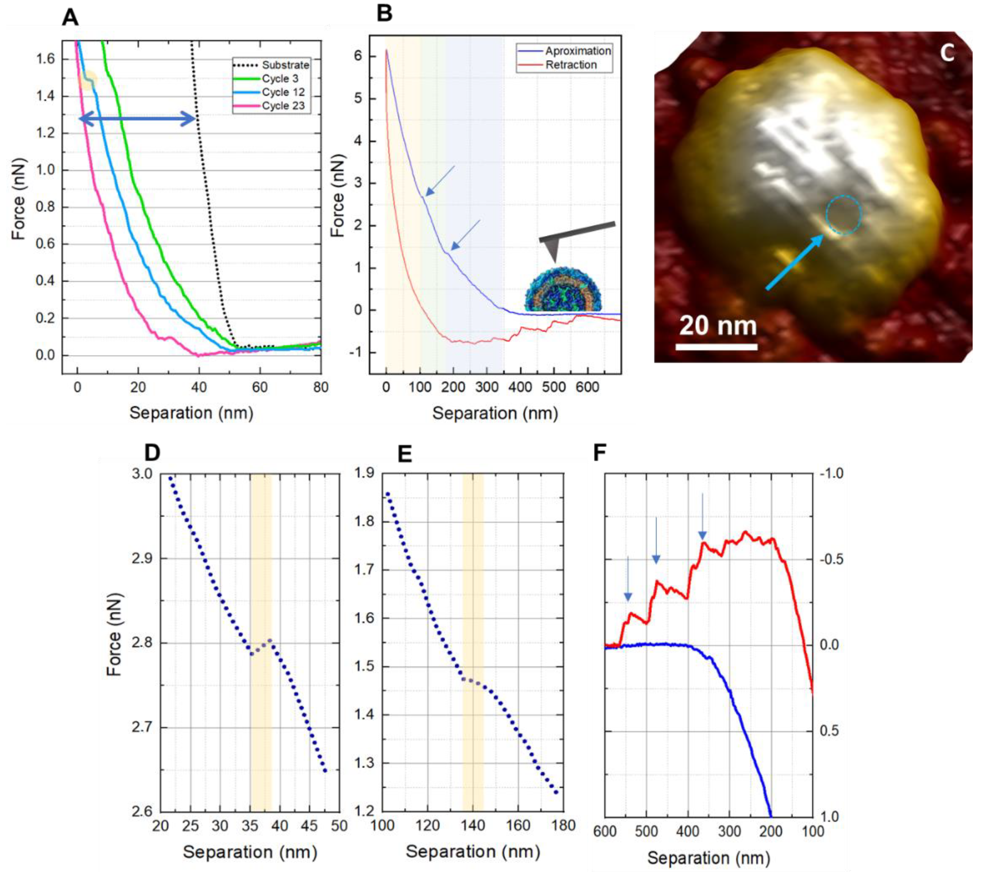 Viruses 14 01727 g004 Viruses 14 01727 g004