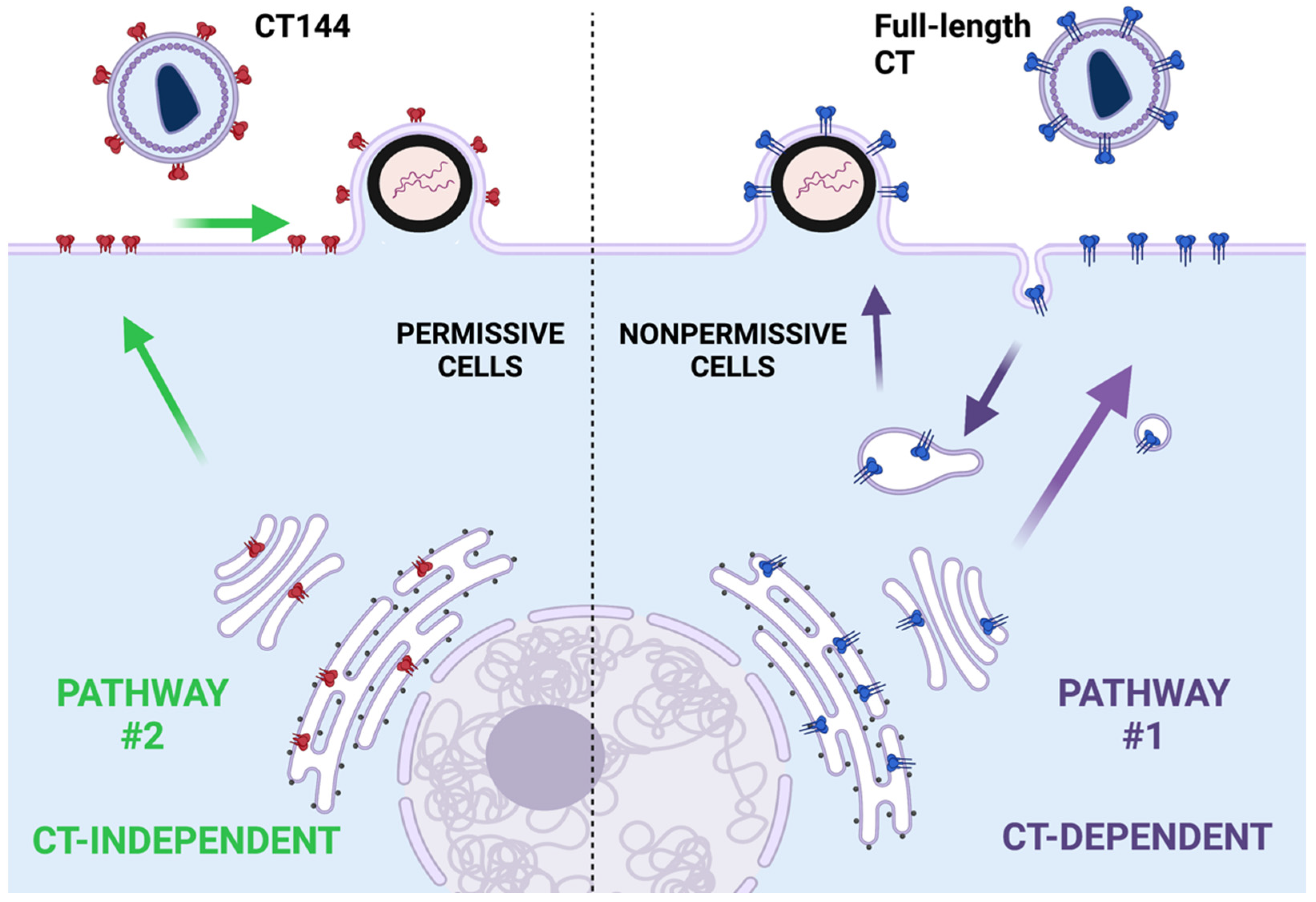 Viruses 14 01729 g002