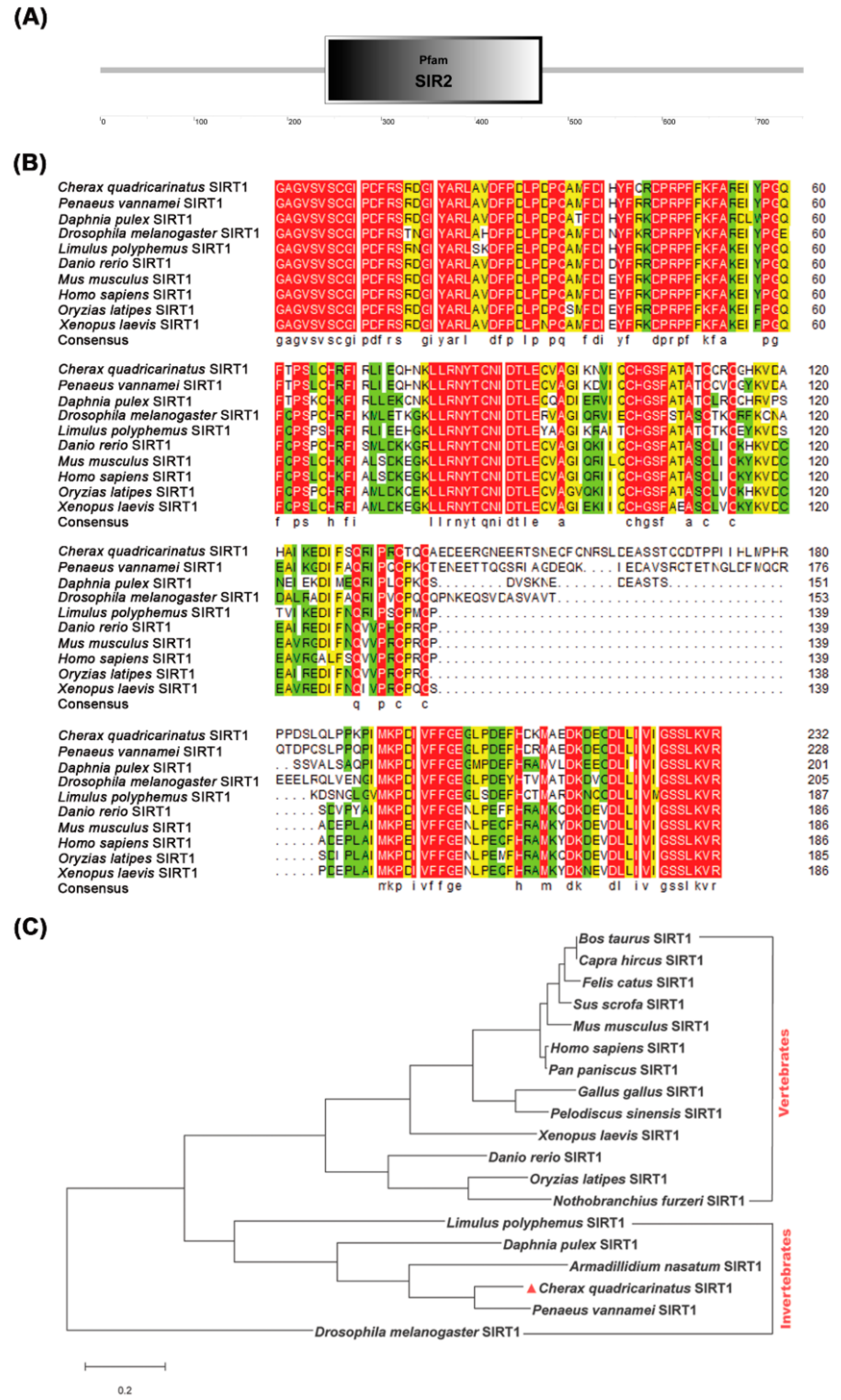 Viruses 14 01733 g001 550