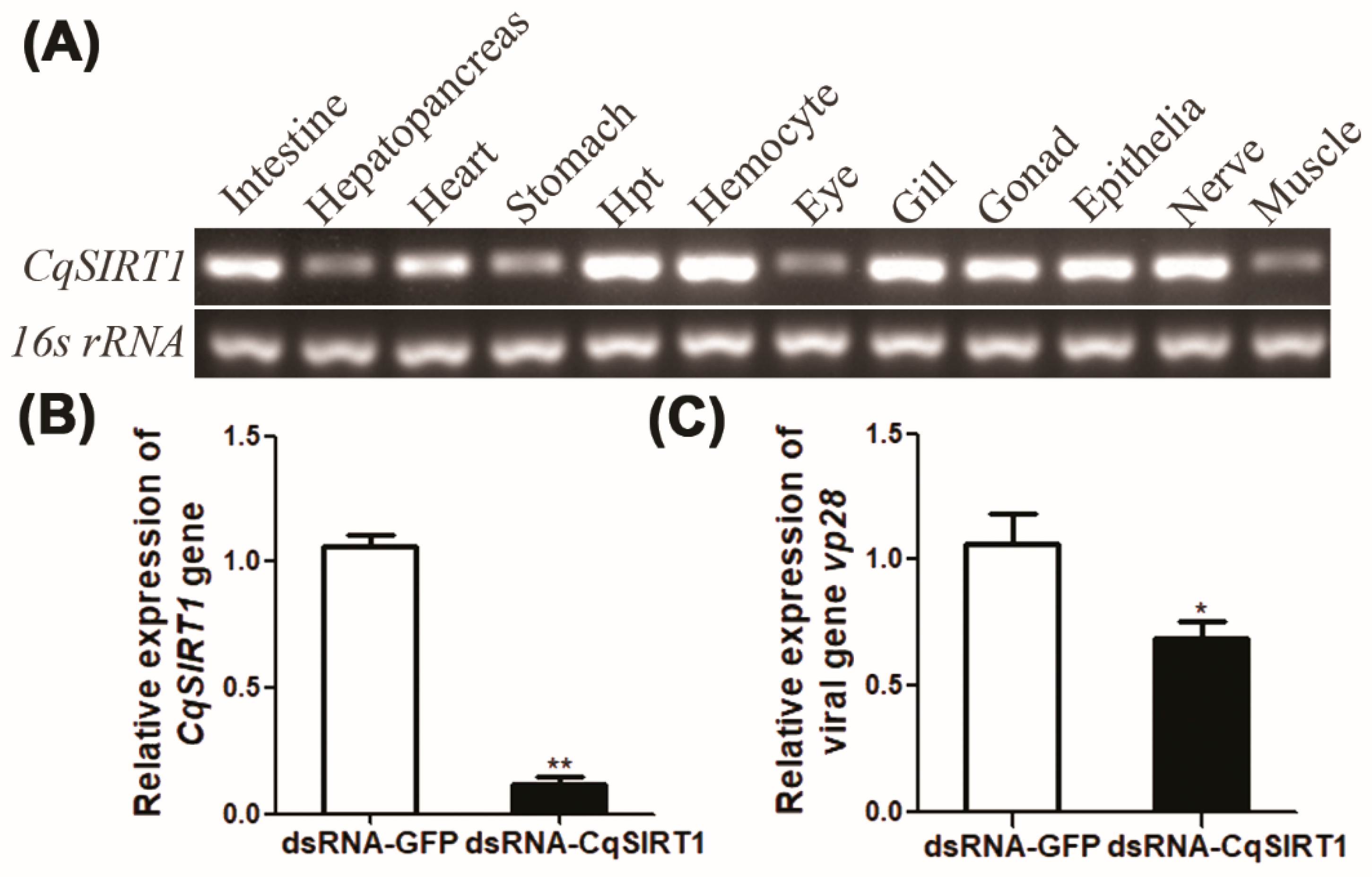 Viruses 14 01733 g002 550