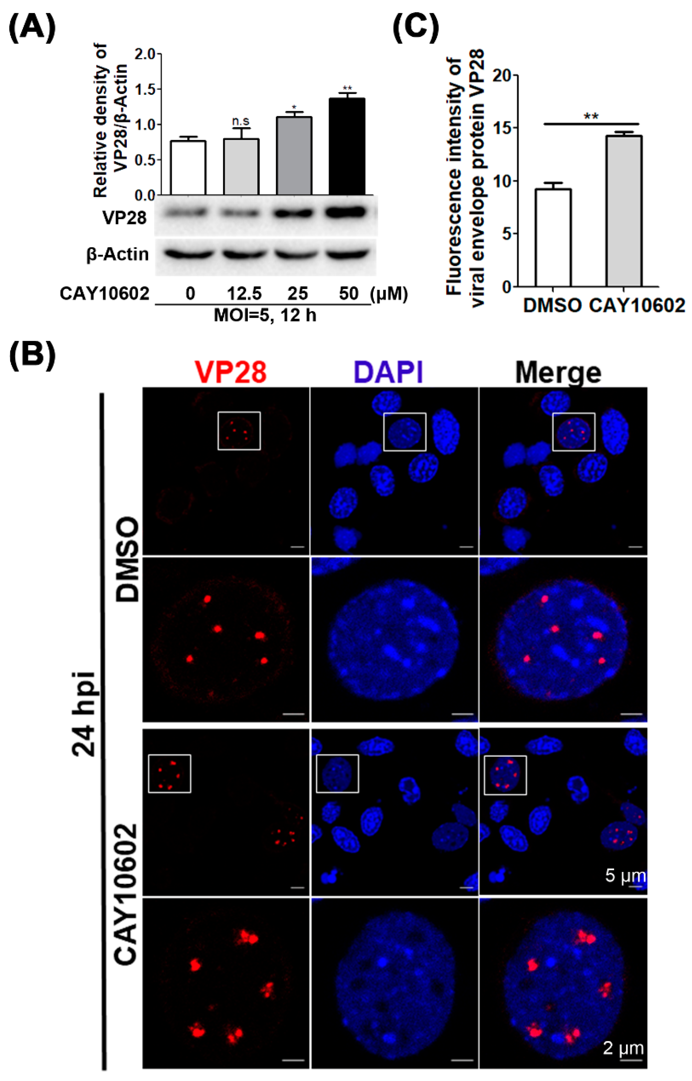 Viruses 14 01733 g004 550