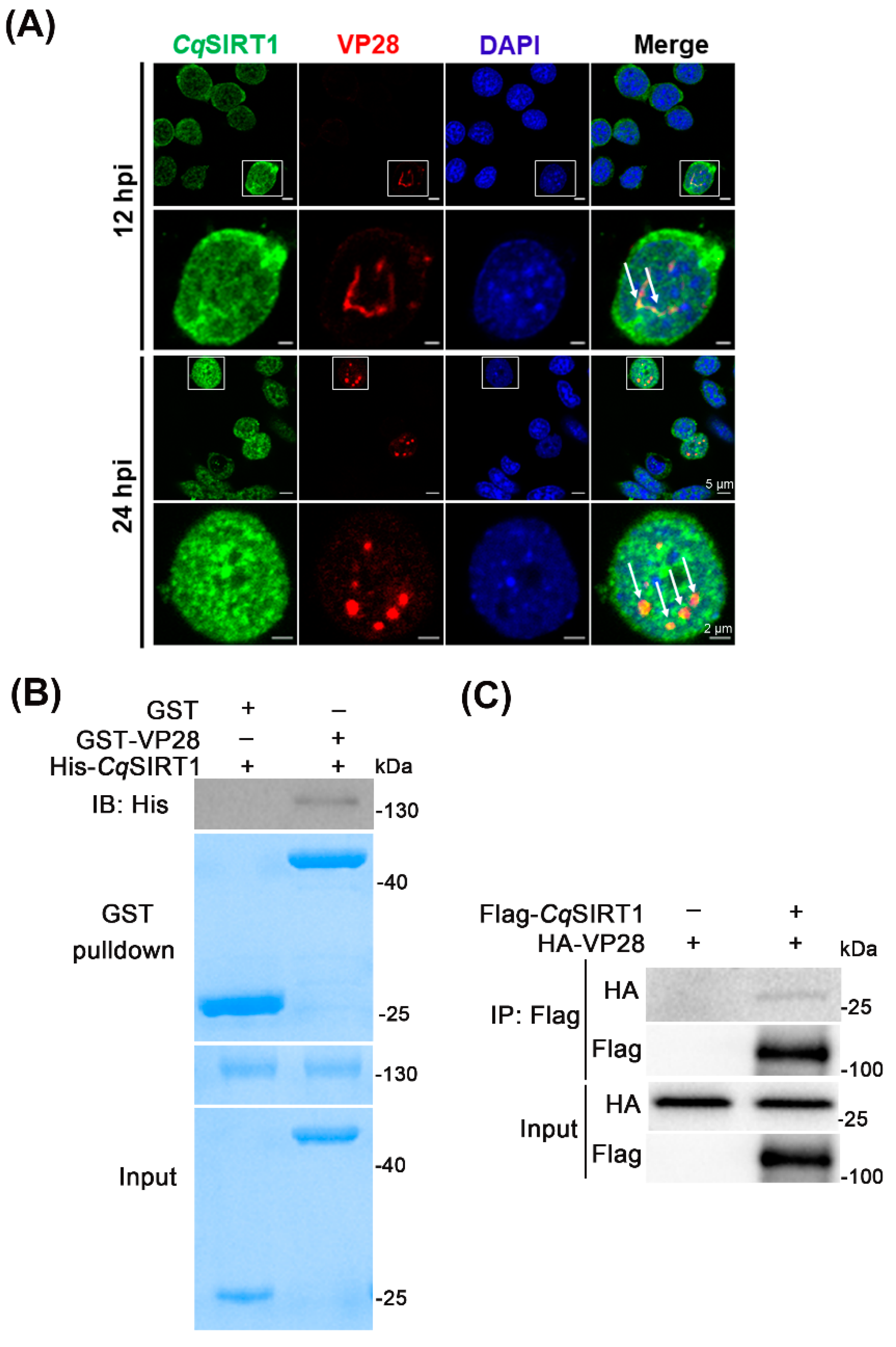 Viruses 14 01733 g005 550