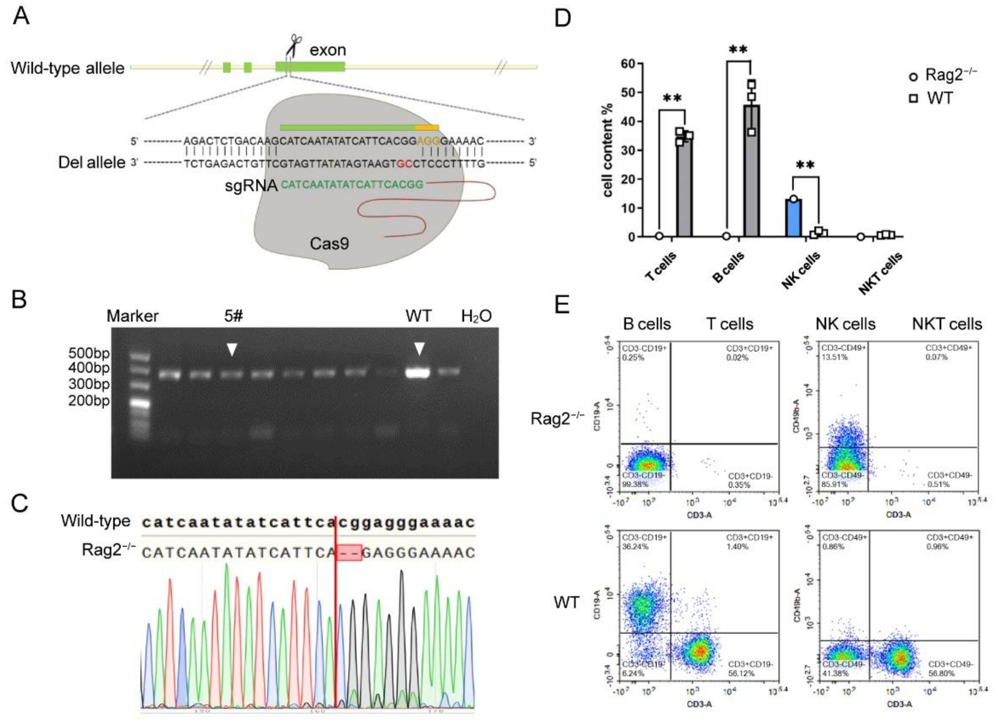 Viruses 14 01740 g001