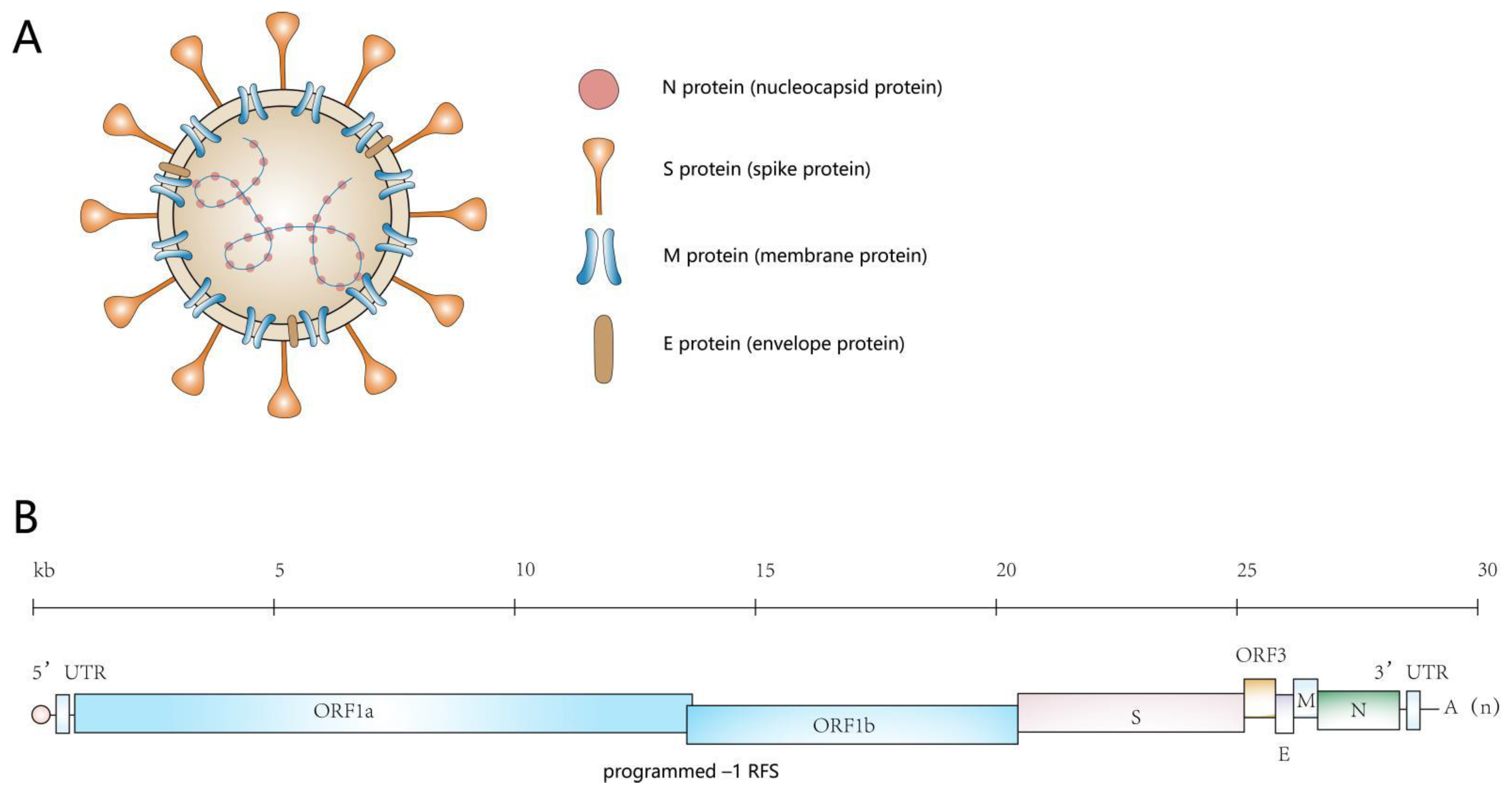 Viruses 14 01744 g001