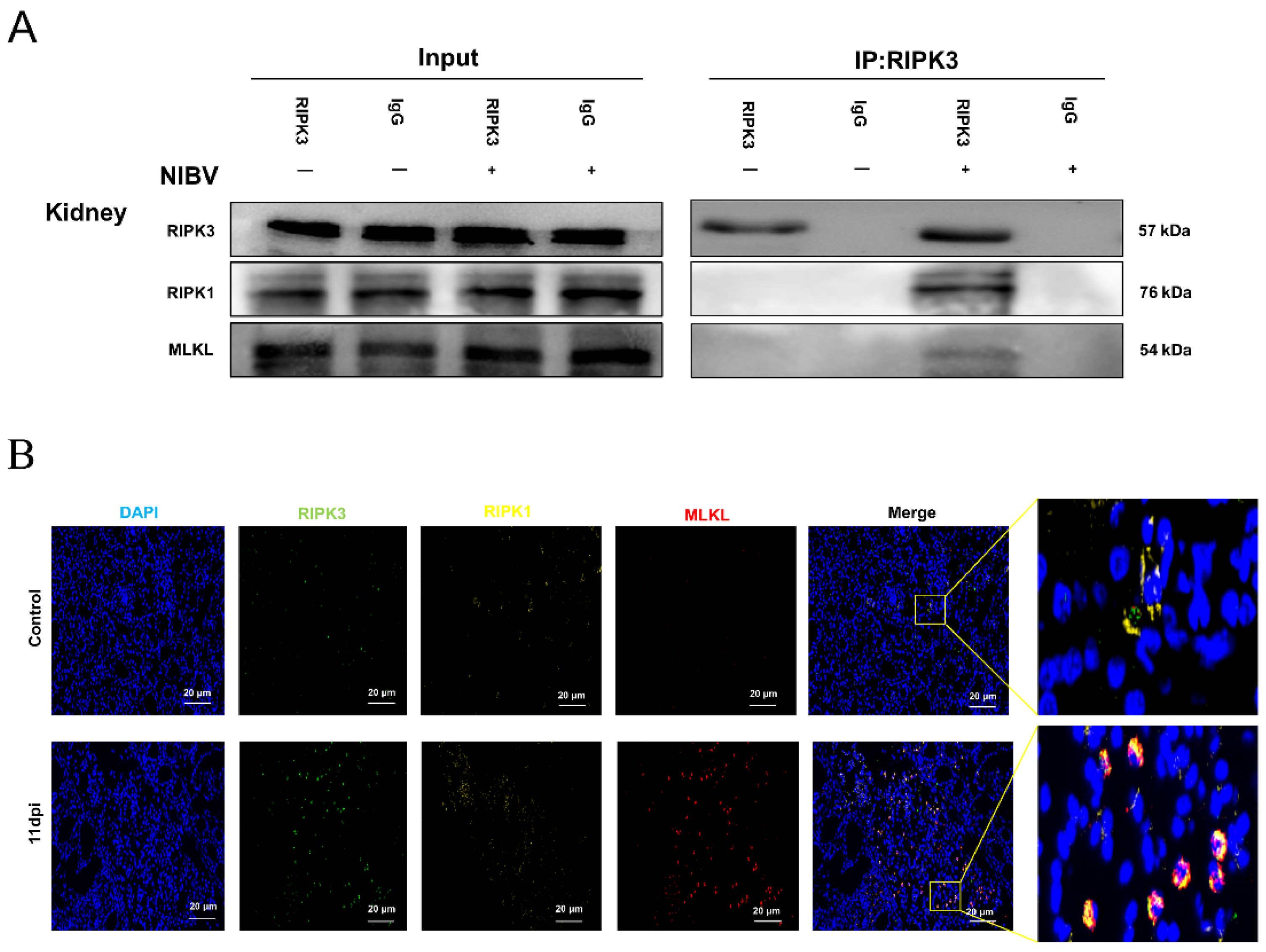 Viruses 14 01747 g007 550