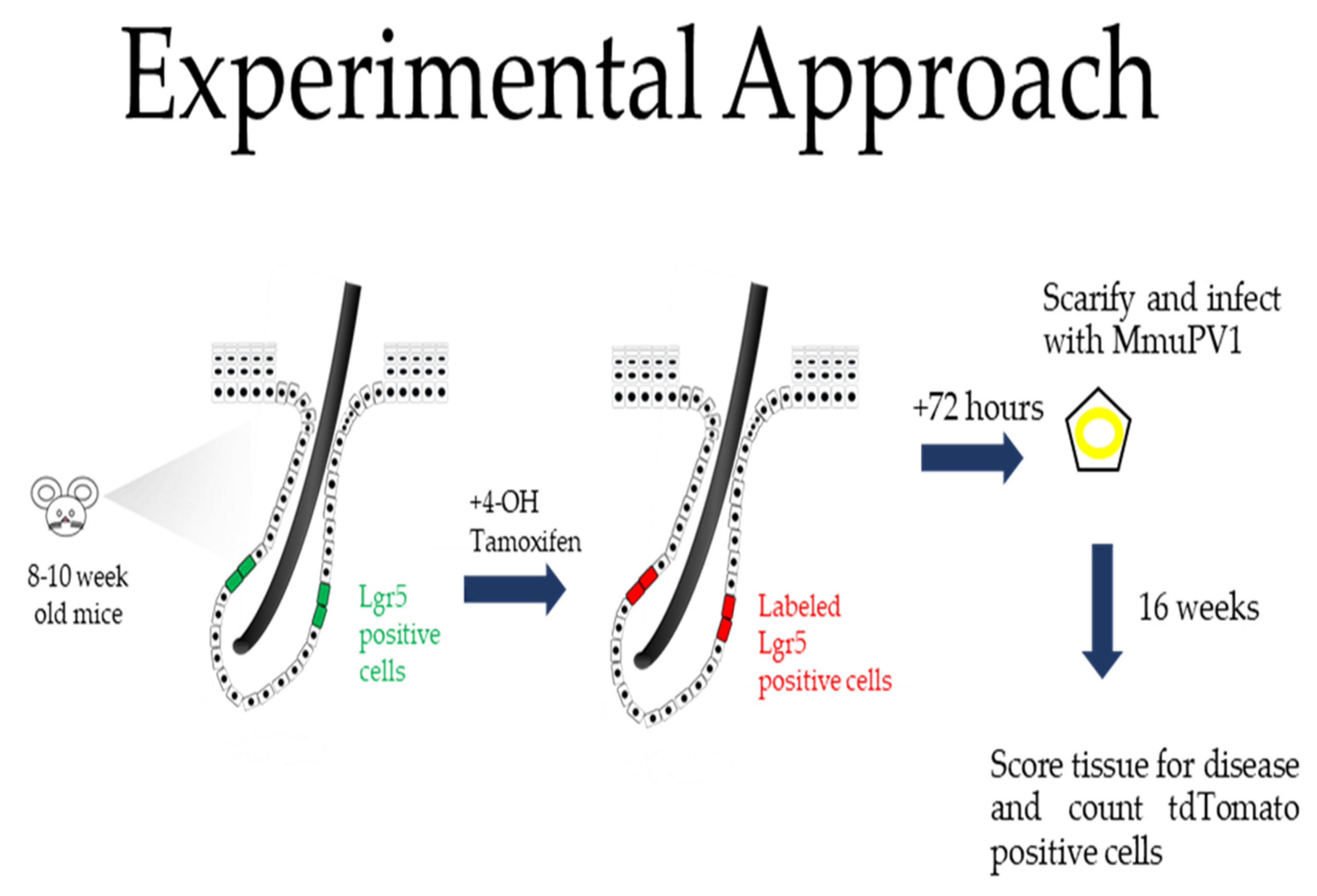 Viruses 14 01751 g001